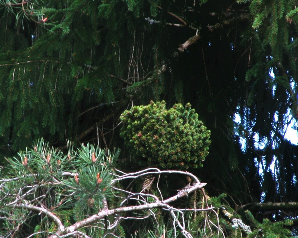 Lakossági adatgyűjtés, avagy kiskert-tulajdonosok a tudományért