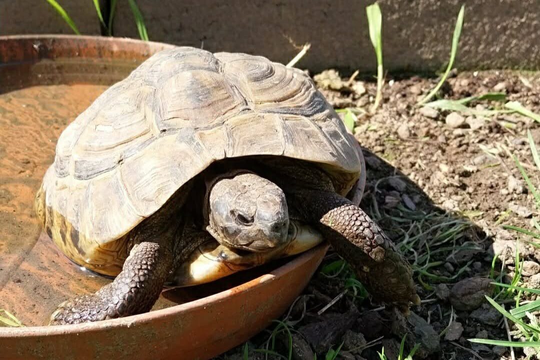 Növényevő hüllők: gyümölcs, zöldség, széna? Nem mindegy a diéta