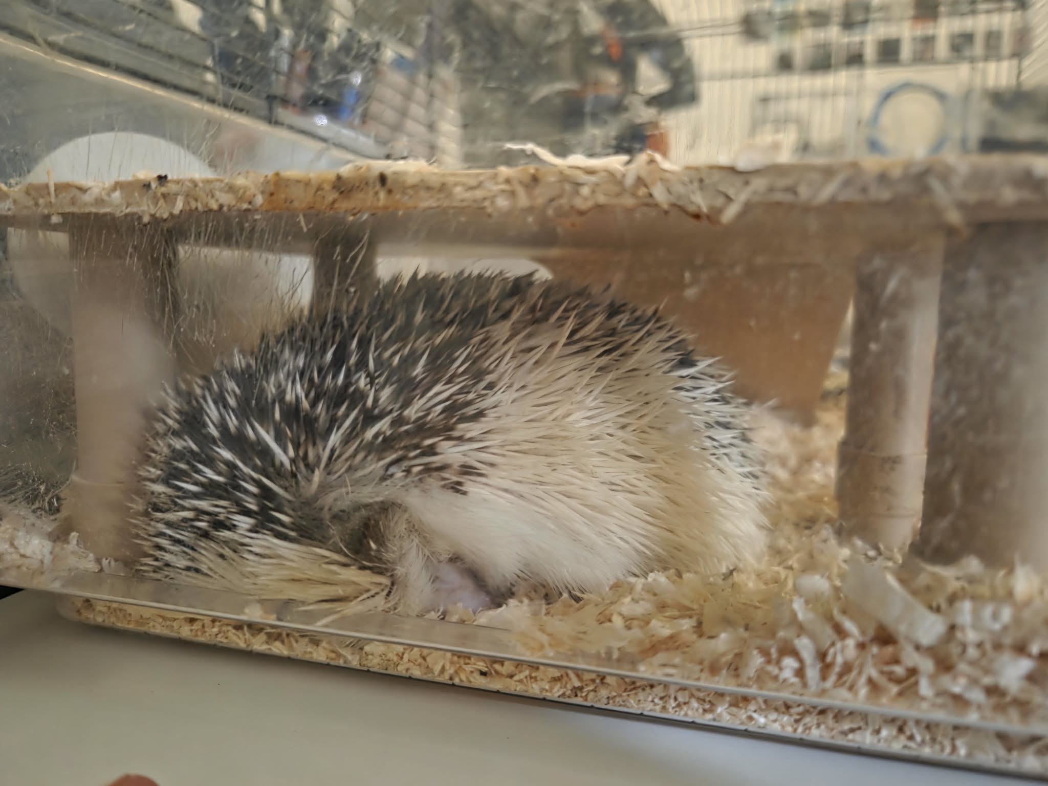 afrikai fehérhasú sün afrikai fehérhasú sün