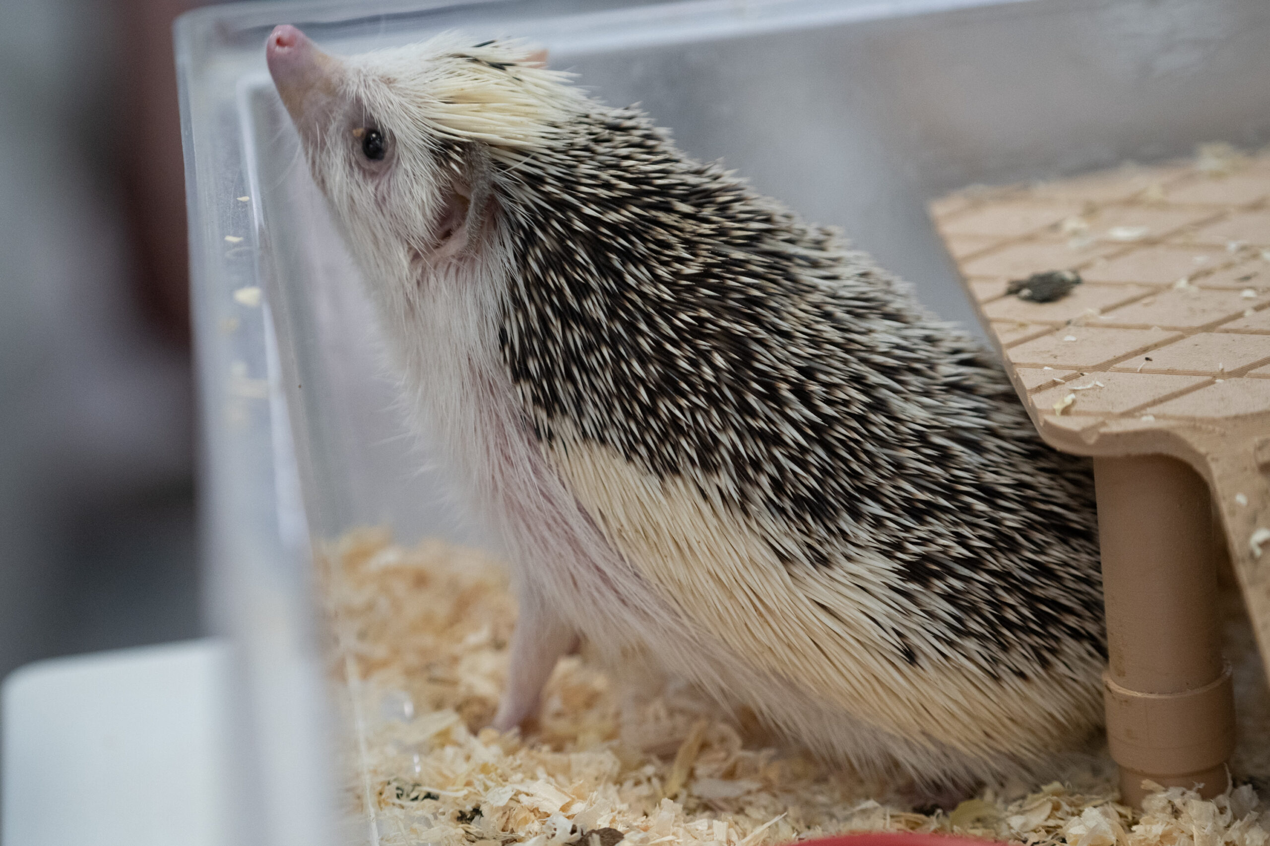 sün afrikai afrikai fehérhasú sün