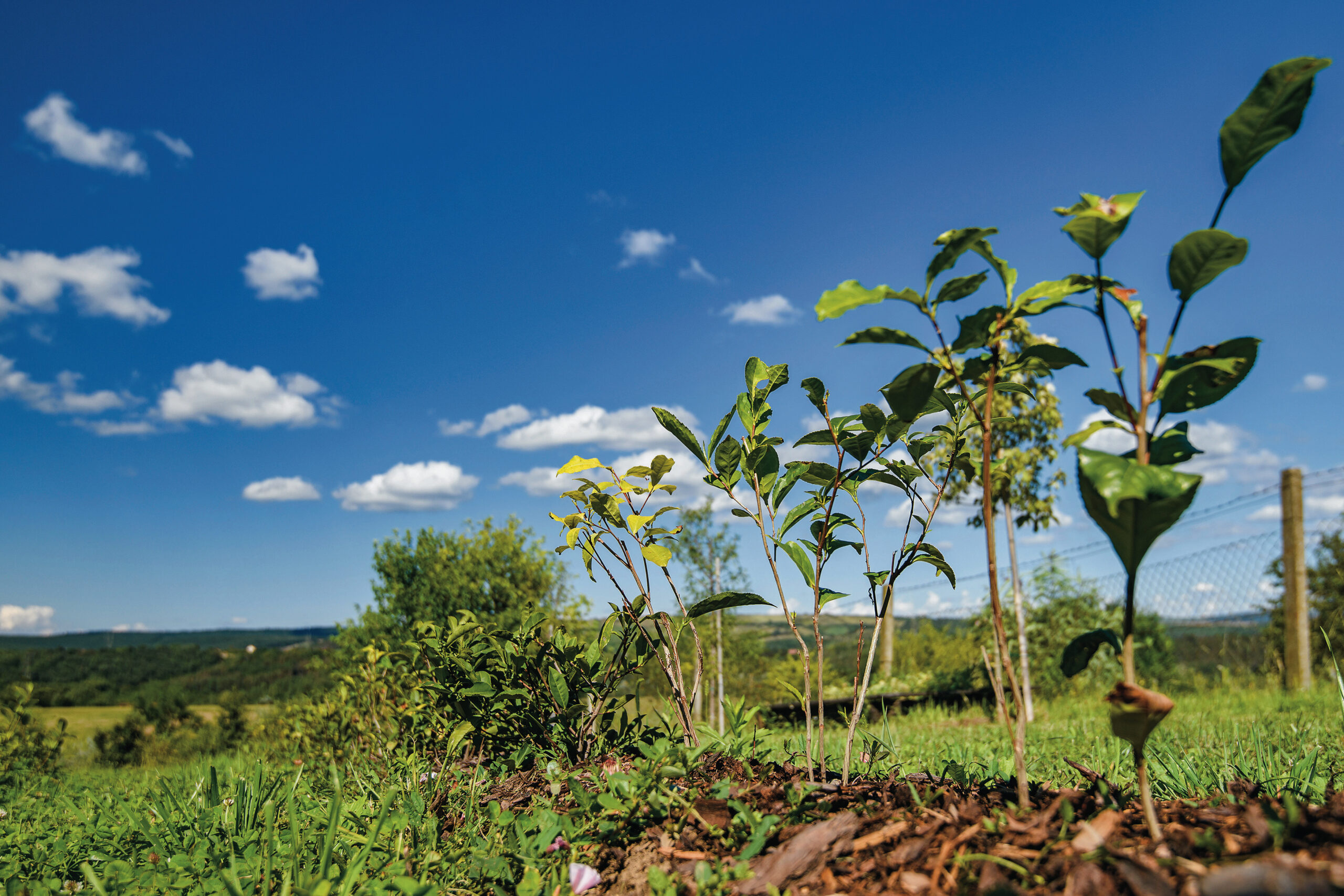 kamélia tea teaültetvény