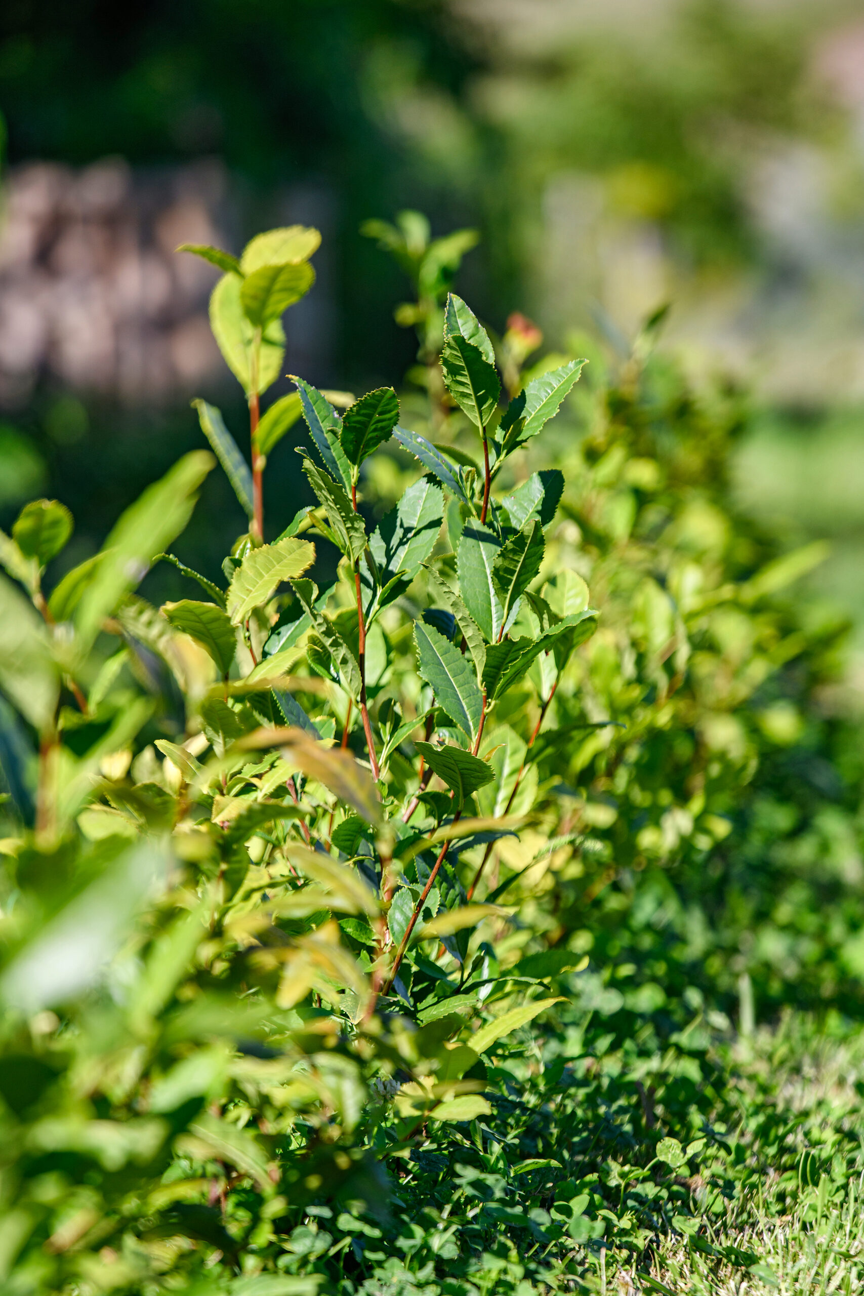 kamélia kert tea cserje
