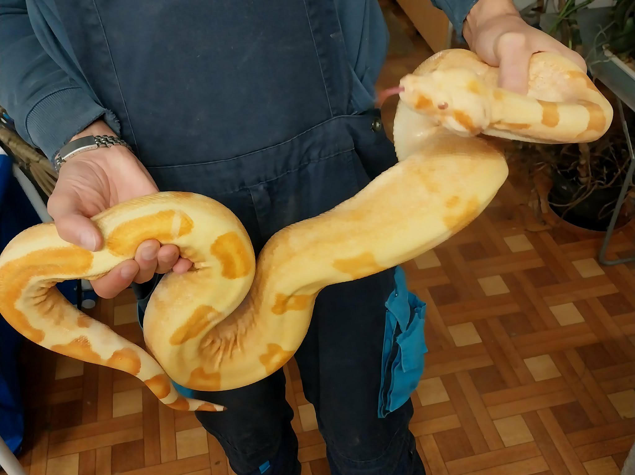 Hogyan nyúljunk a kígyókhoz?