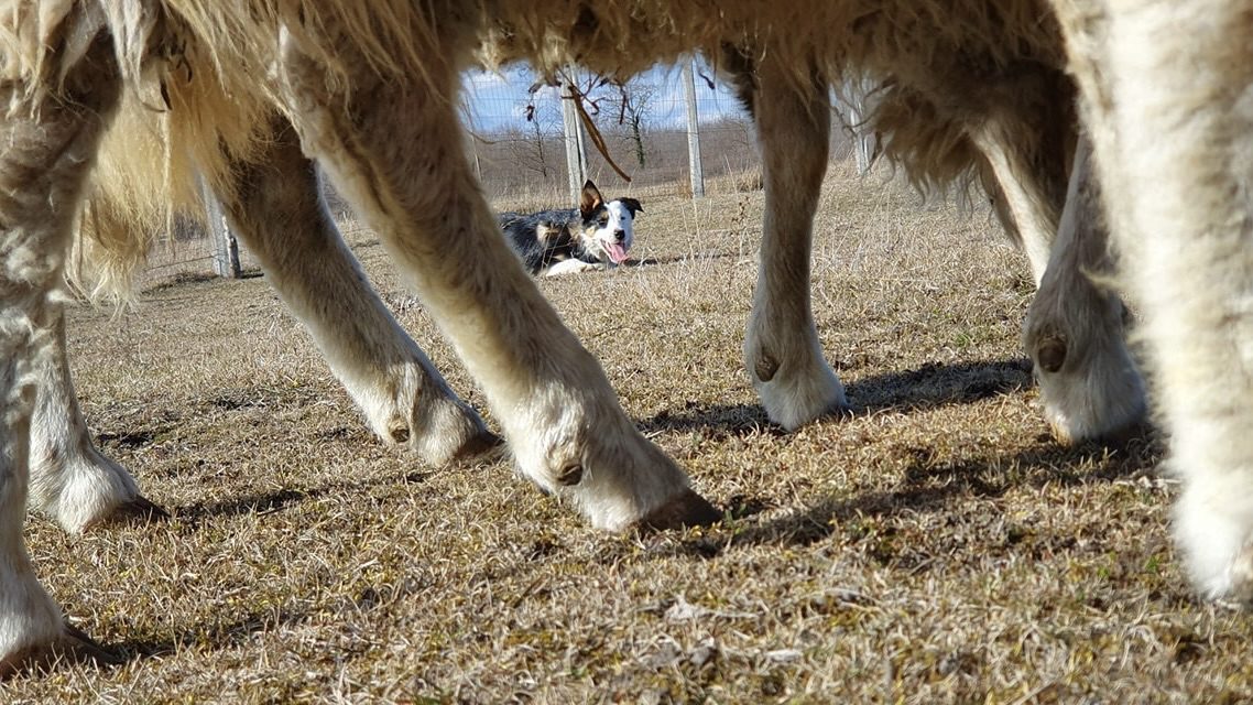 A showvonalas border collie ösztönei elég erősek ahhoz, hogy izgalmas kikapcsolódást nyújtson és kommunikációs összhangot teremtsenkutya és gazdája közt