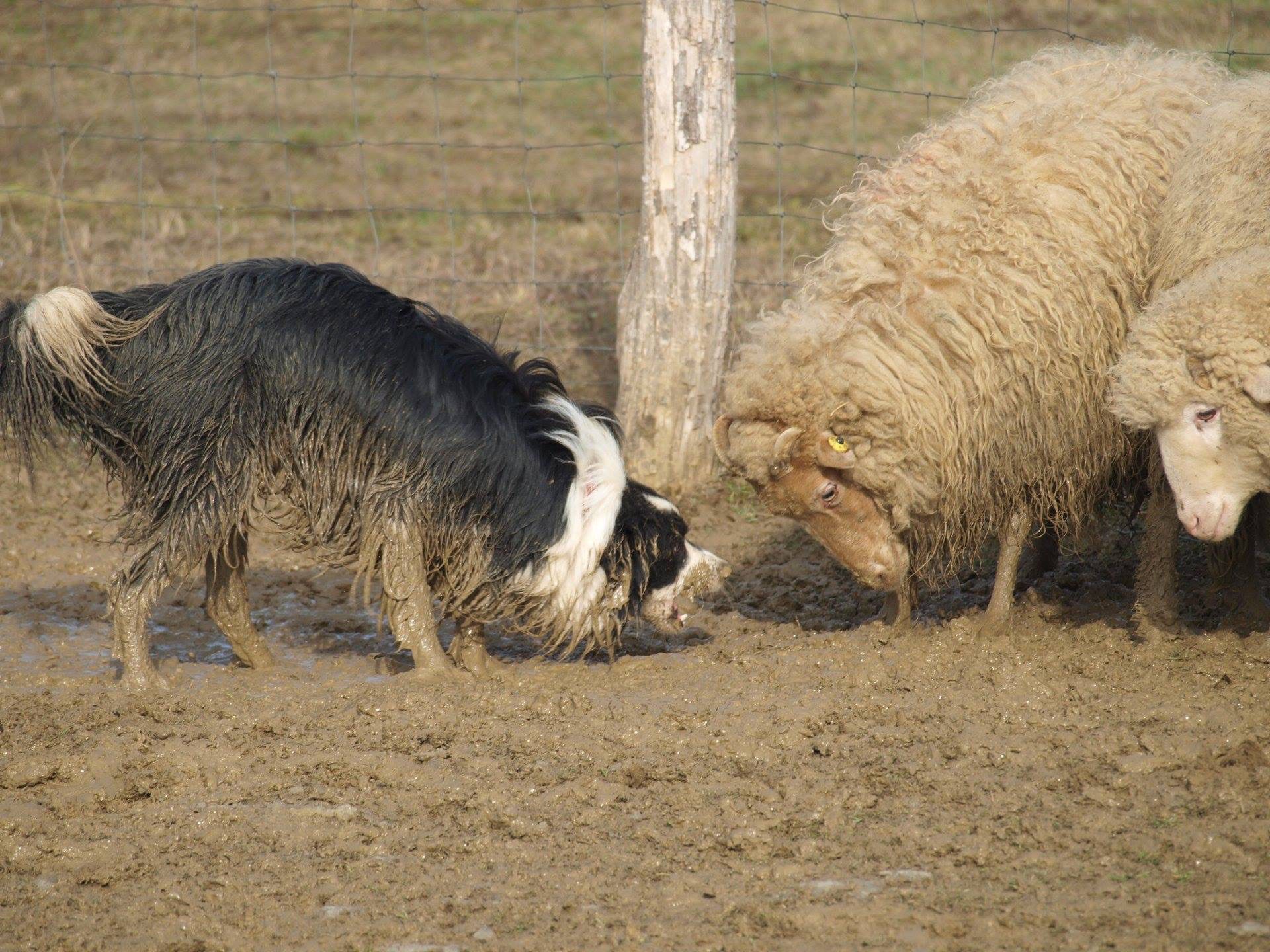 A Bodakúti Terelőkutyás Központ hobbi terelők és versenyzők számára egyaránt profi segítségetnyújt