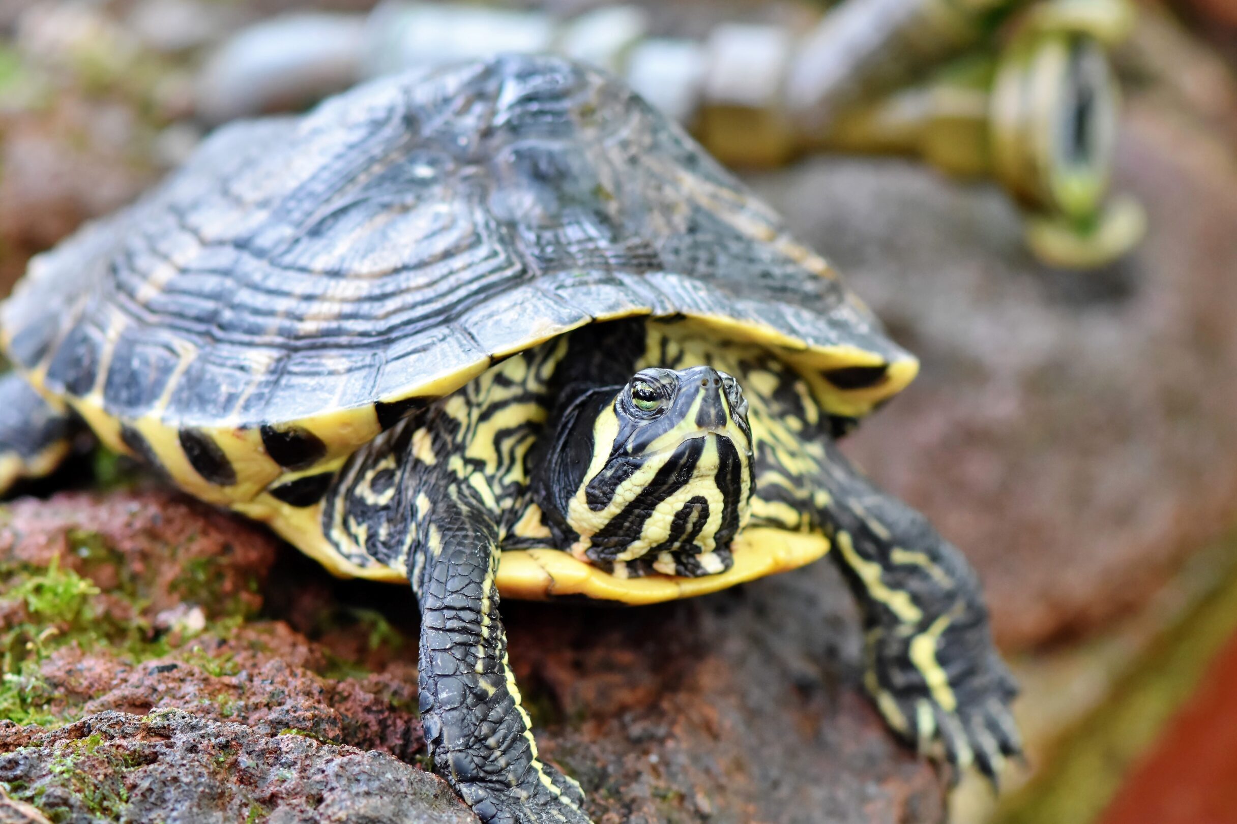 Miért jobb ékszerteknős helyett pézsmateknőst tartani?