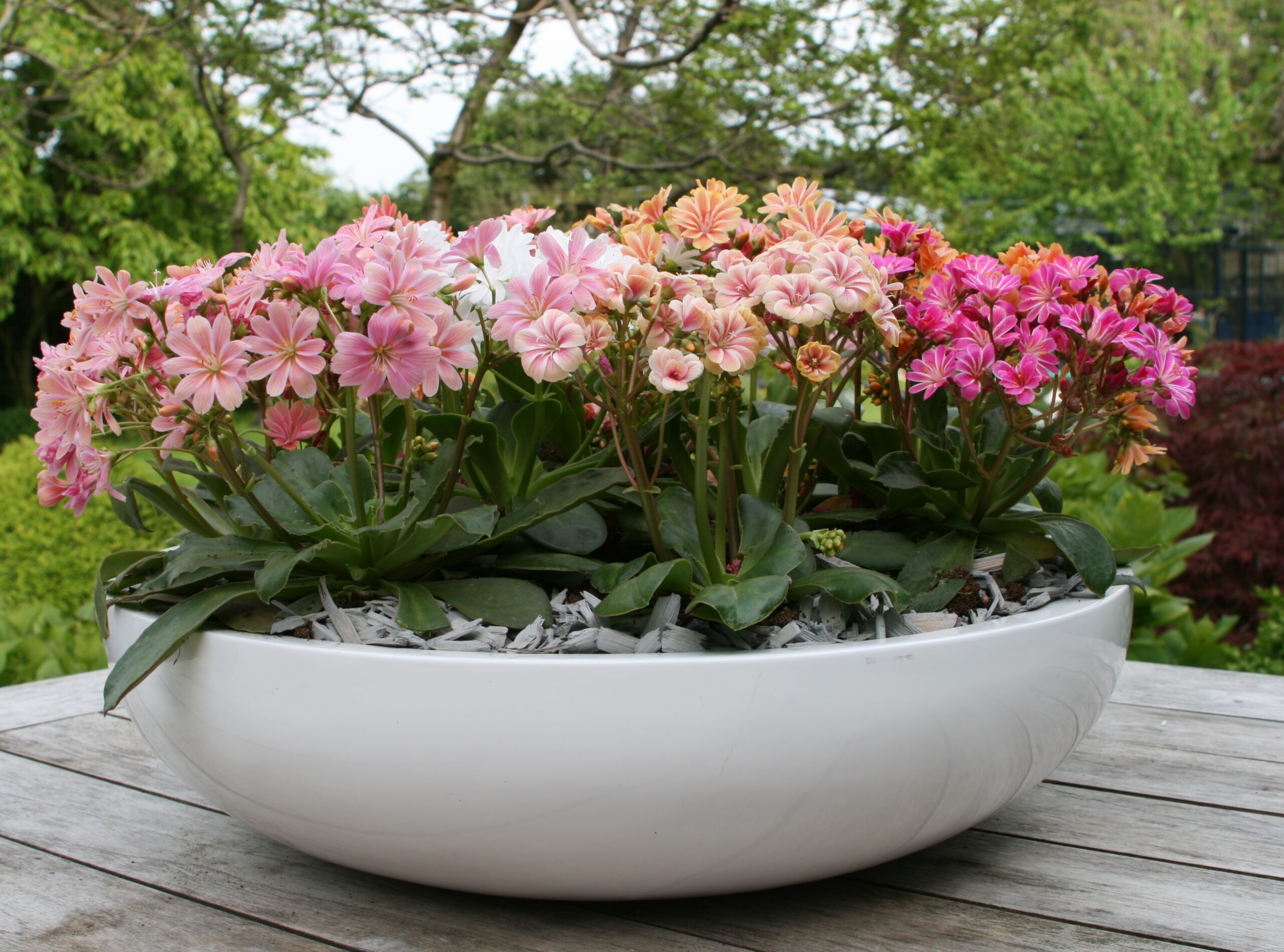Szuperhősök: Lewisia