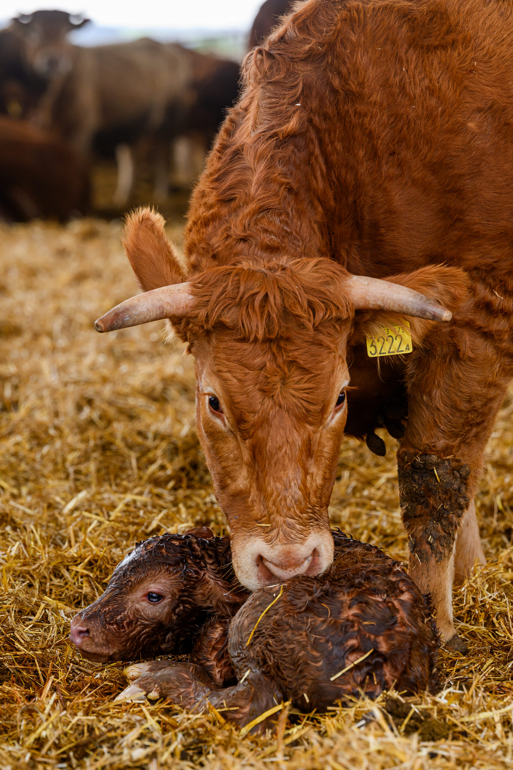 Újszülött limousin borjú a MezőfalvaiHúshasznú Kft. tenyészetében