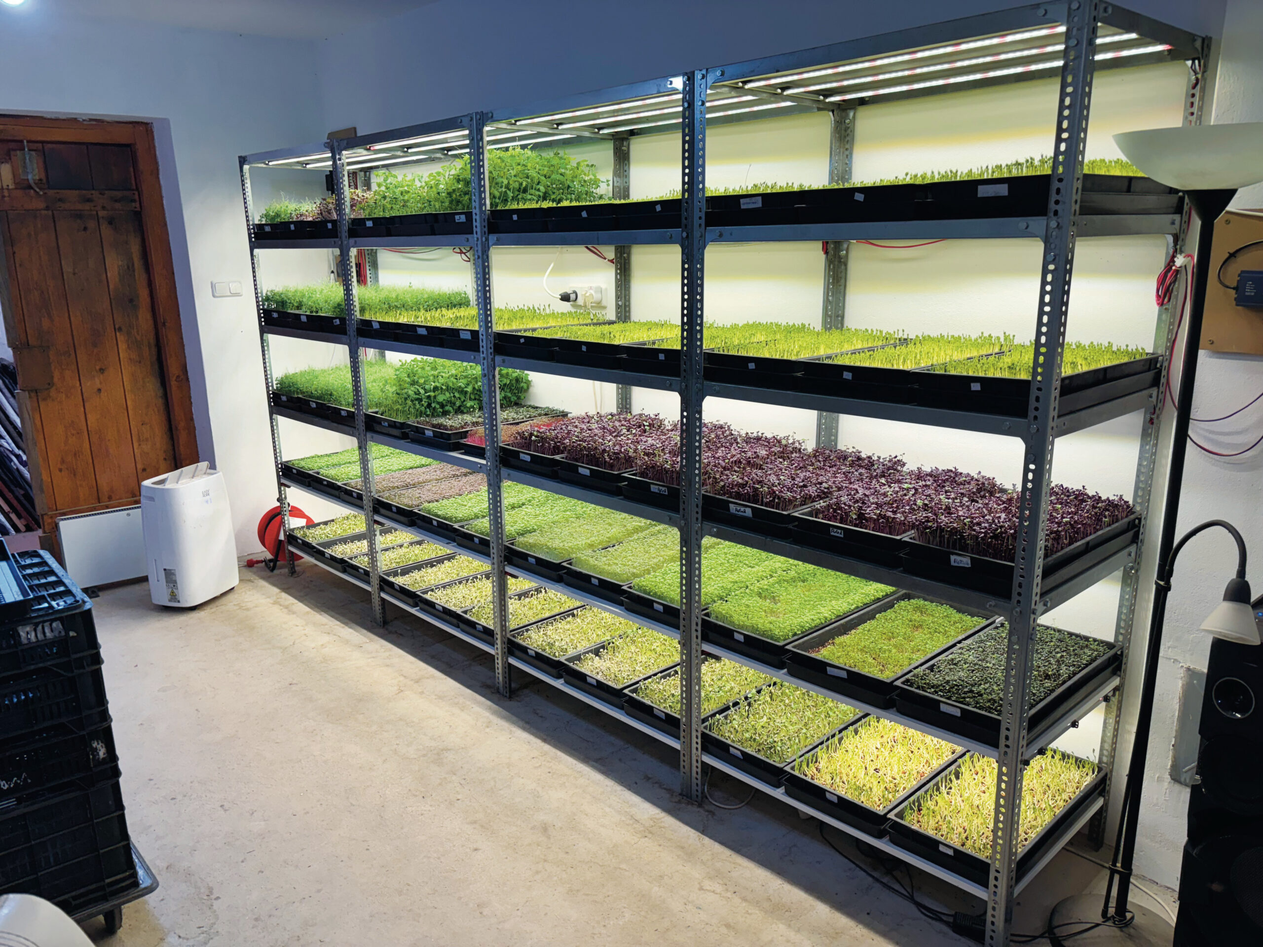 A fermentálás mellett a mikrozöldek nevelése is része a gazdaságnak