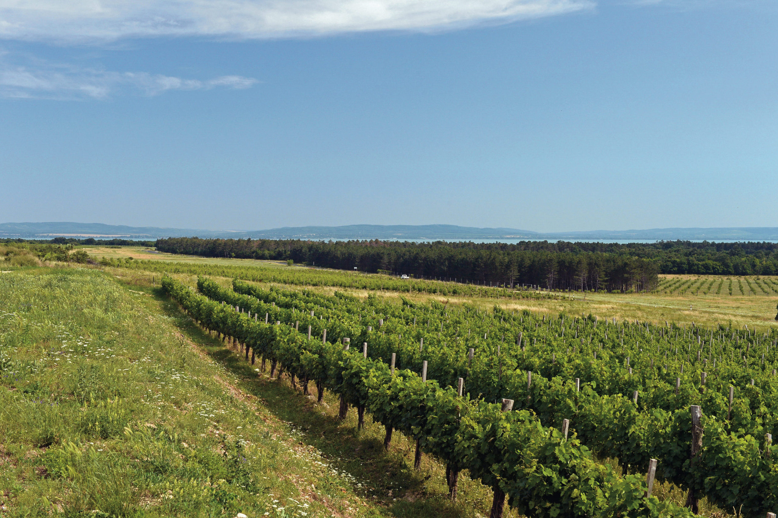 Szőlőfajták és borok történetekkel, kötődésekkel