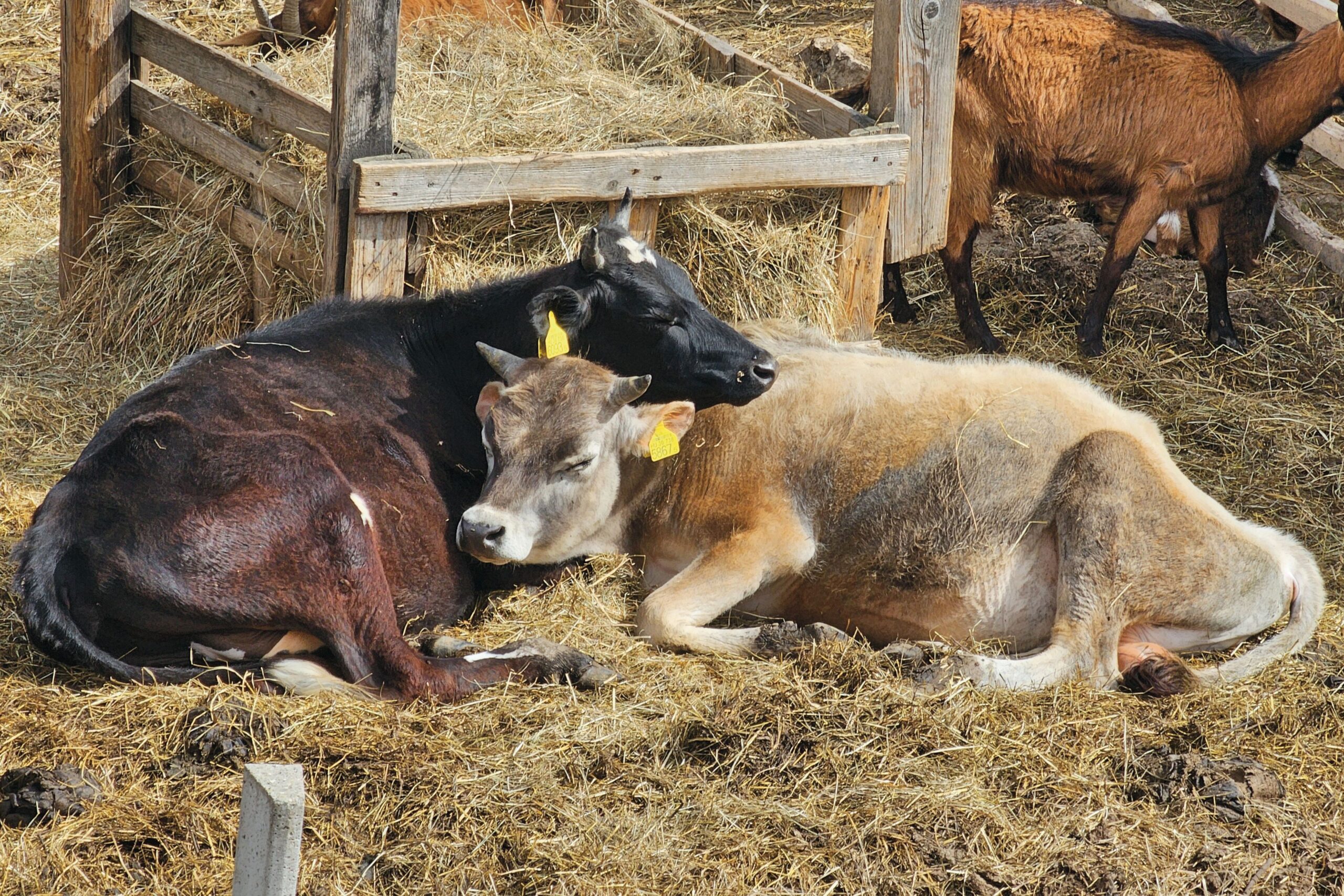 A tejet saját állomány termeli