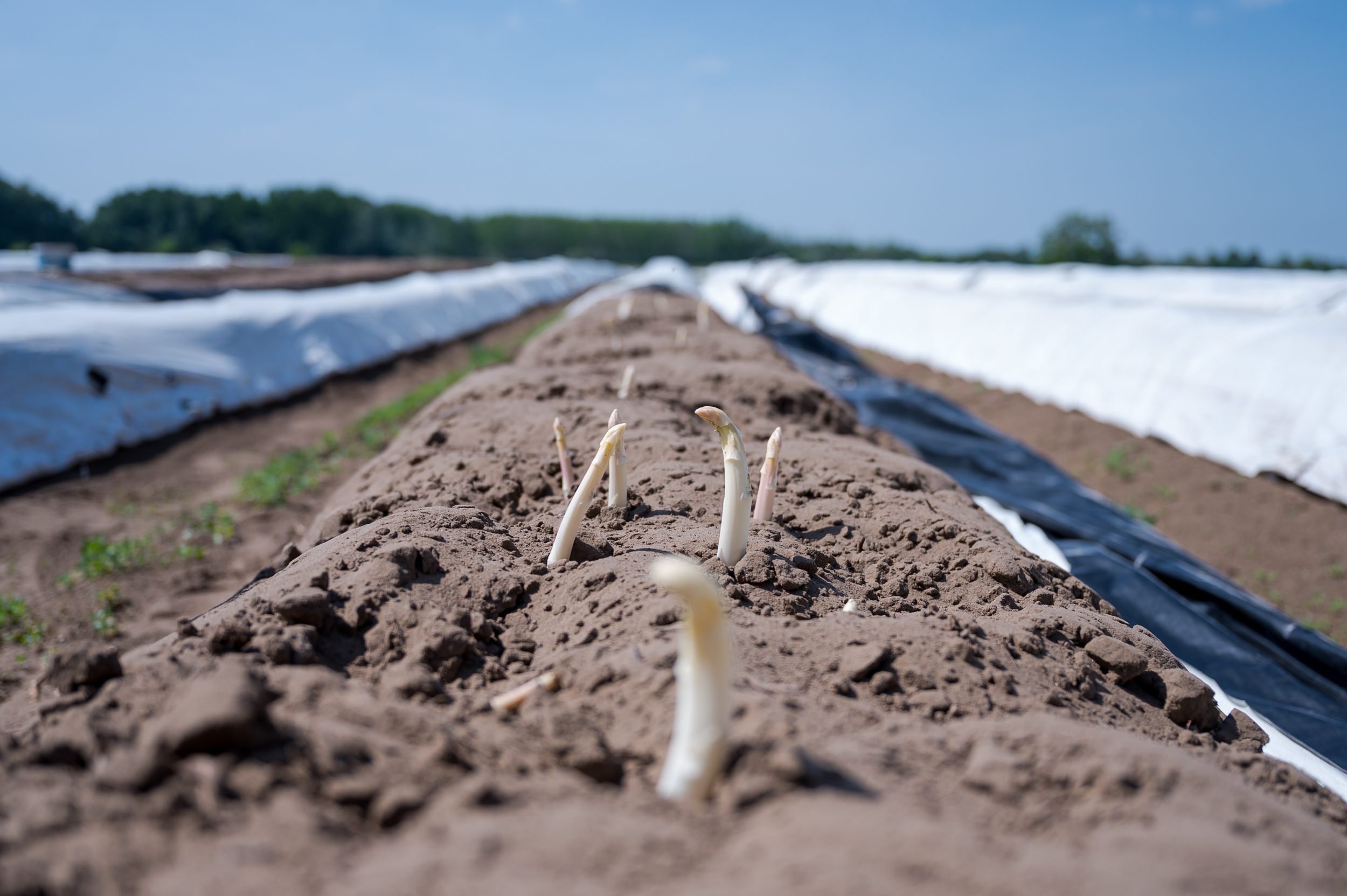 Felfutóban a magyar spárga