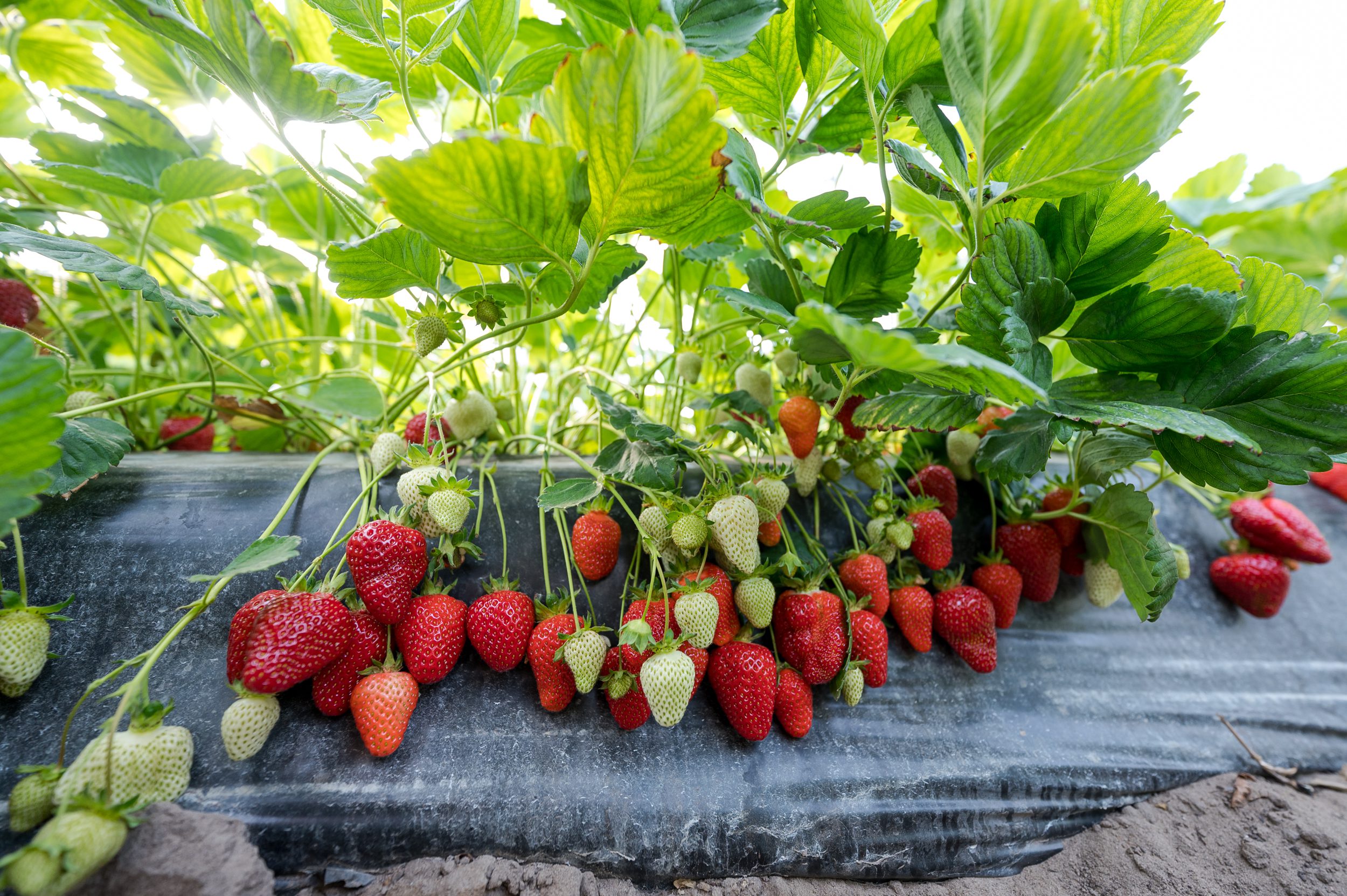 Kicsit késve, de érkezik az egyik legkedveltebb hazai gyümölcs