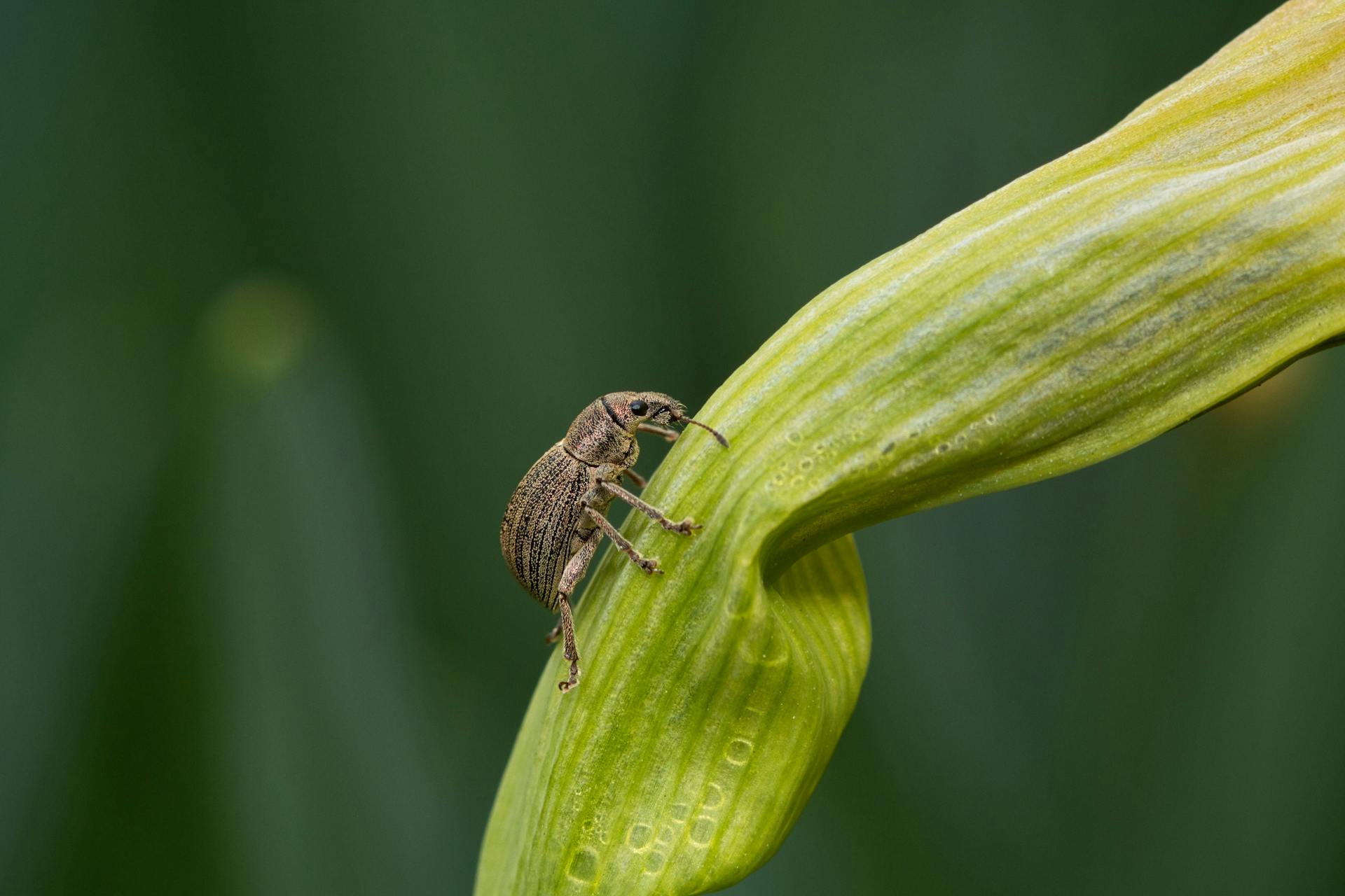 Jó állapotban az őszi vetések Erdélyben