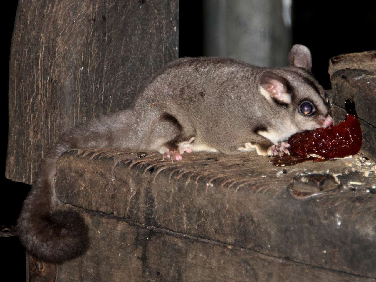 cukormókus táplálkozása