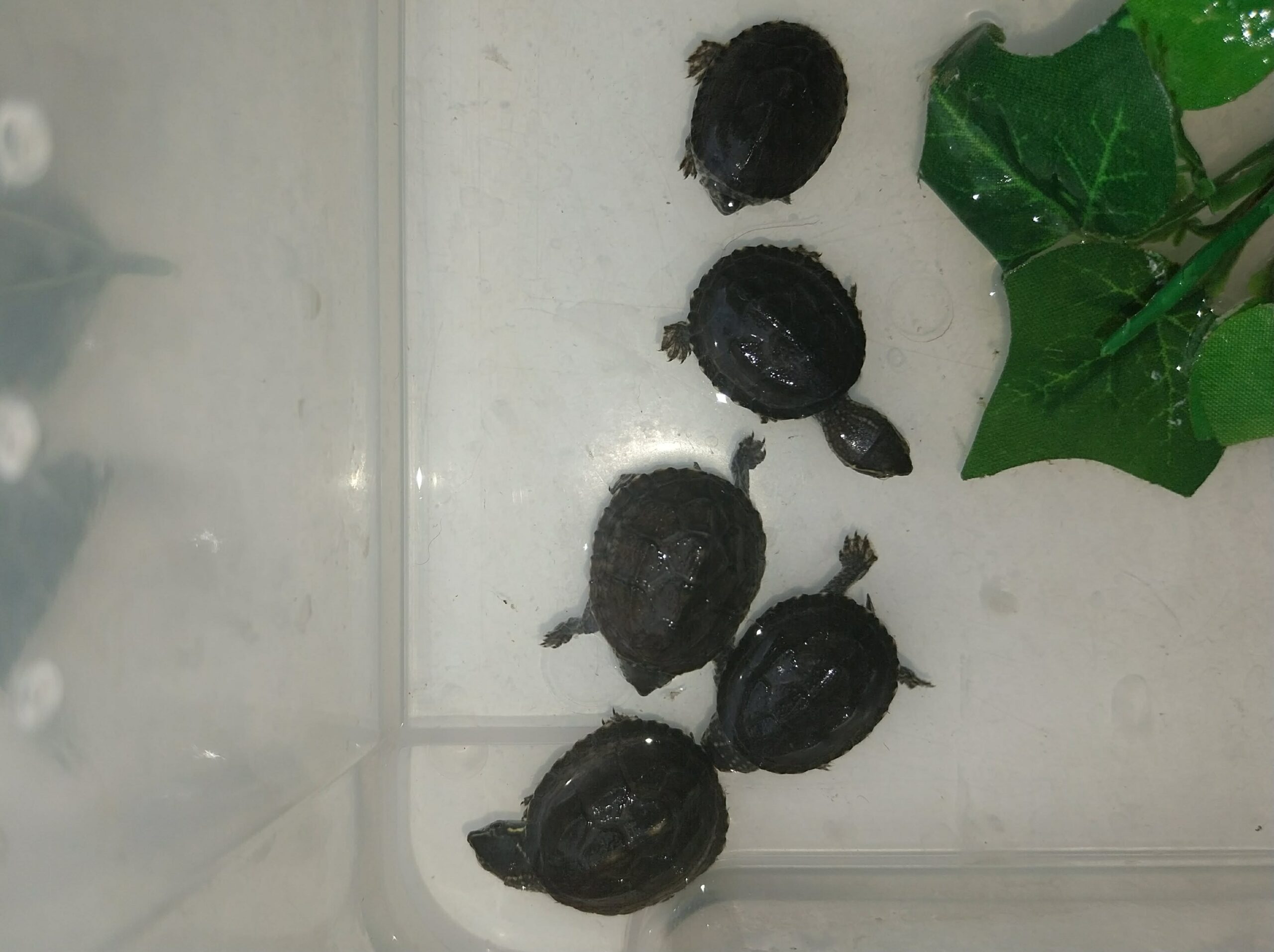 Pézsmateknős óvoda