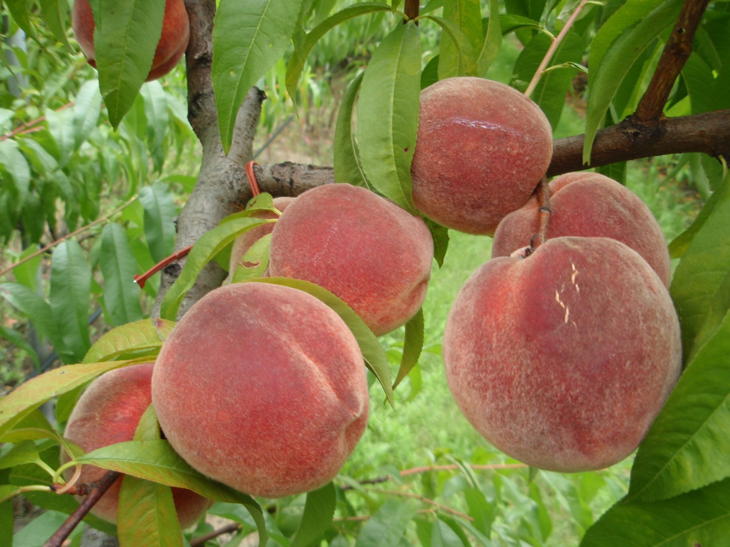 A Redhaven őszibarack sárga húsú, jó fagytűrő képességű,a tafrinás levélfodrosodásra kevéssé fogékony