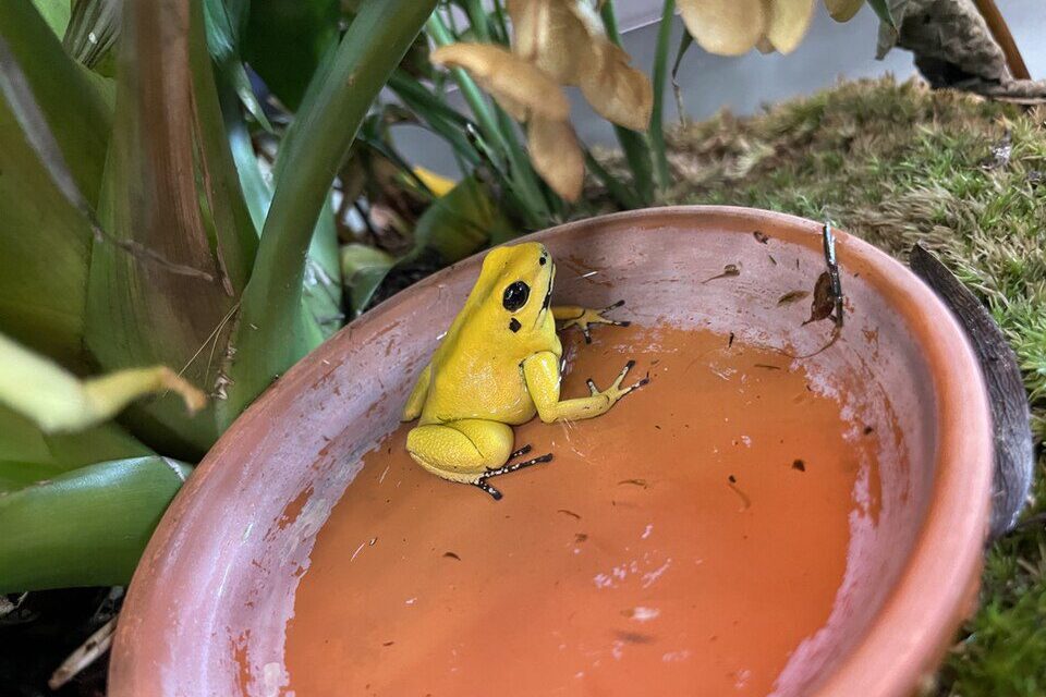 Nyílméregbékák valóban annyira veszélyesek, mint hisszük?