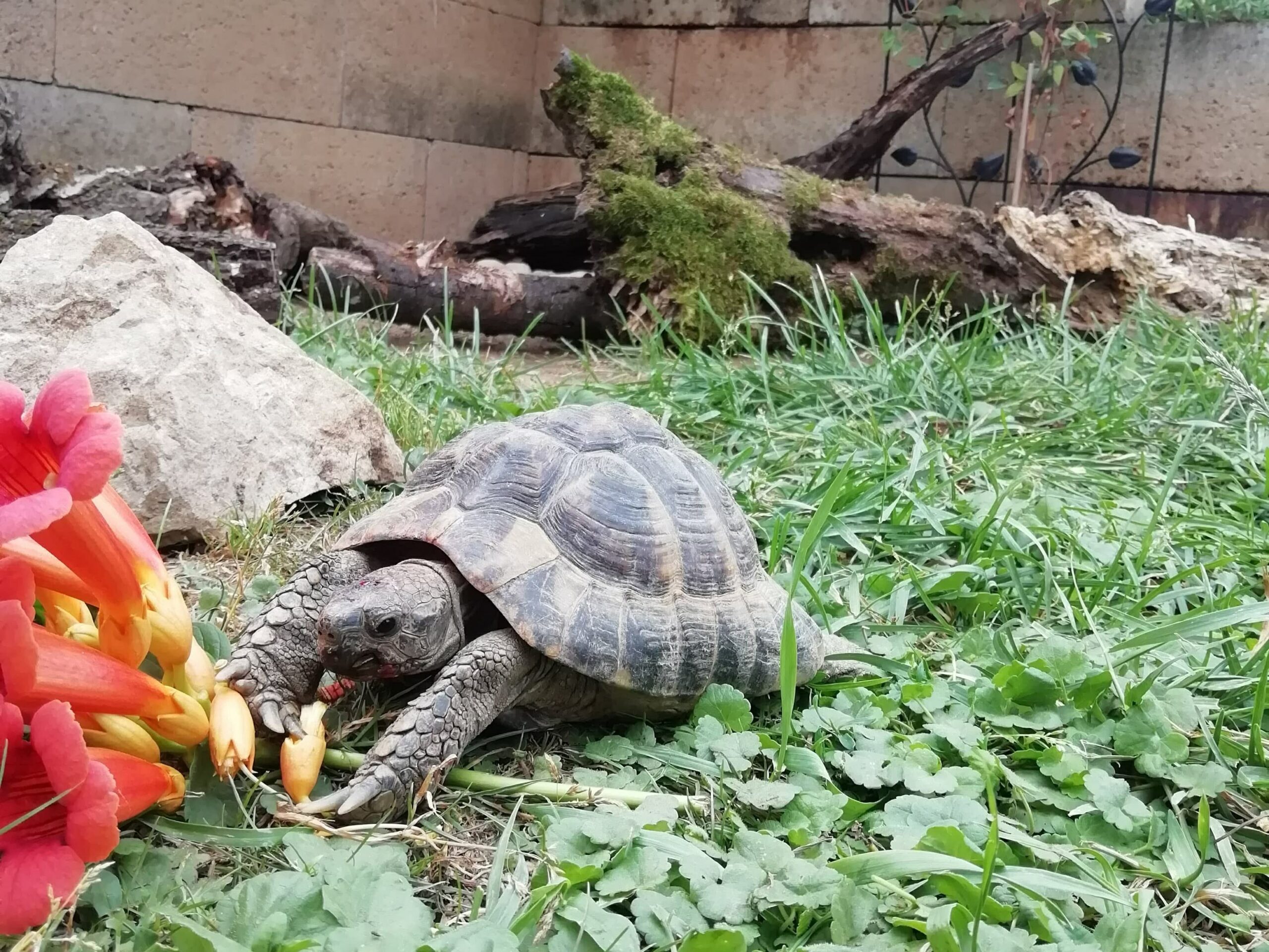 Táplálkozó görög teknős növényevő hüllők