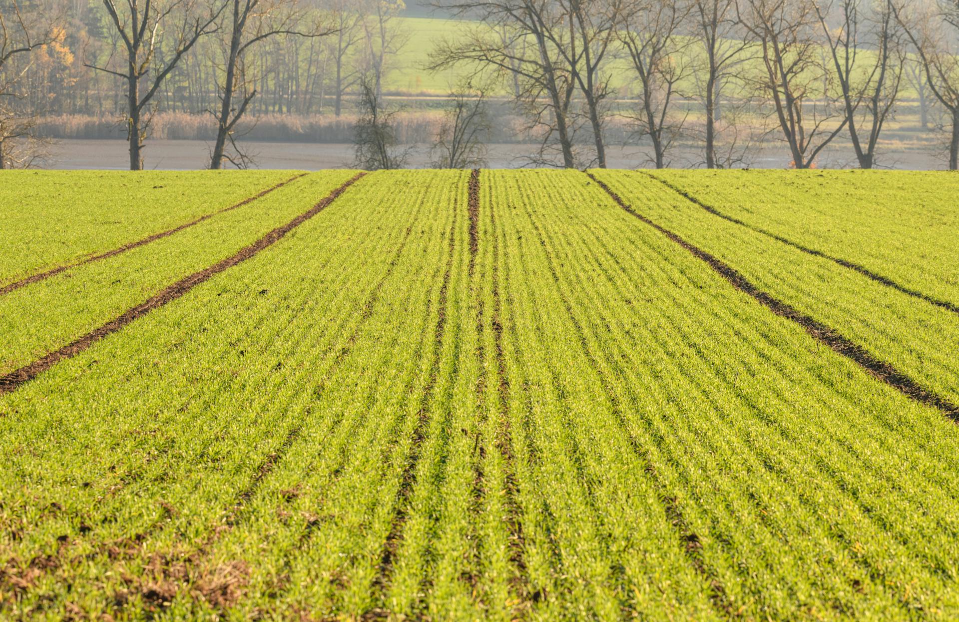 őszi vetés tavasszal