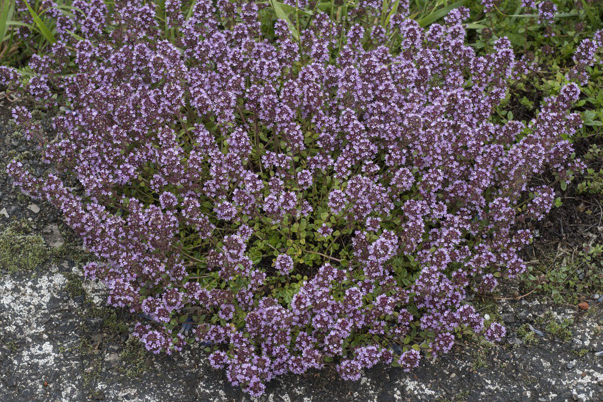 Gyógyít, ízesít, ez a kerti kakukkfű