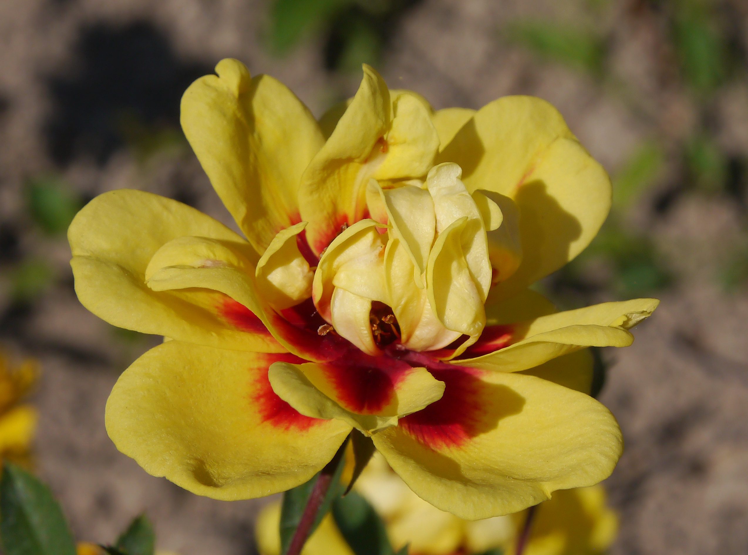 A perzsa rózsától származó elsőhibridek egyike, a Tigris nem bírta ki a budatétényi klímát