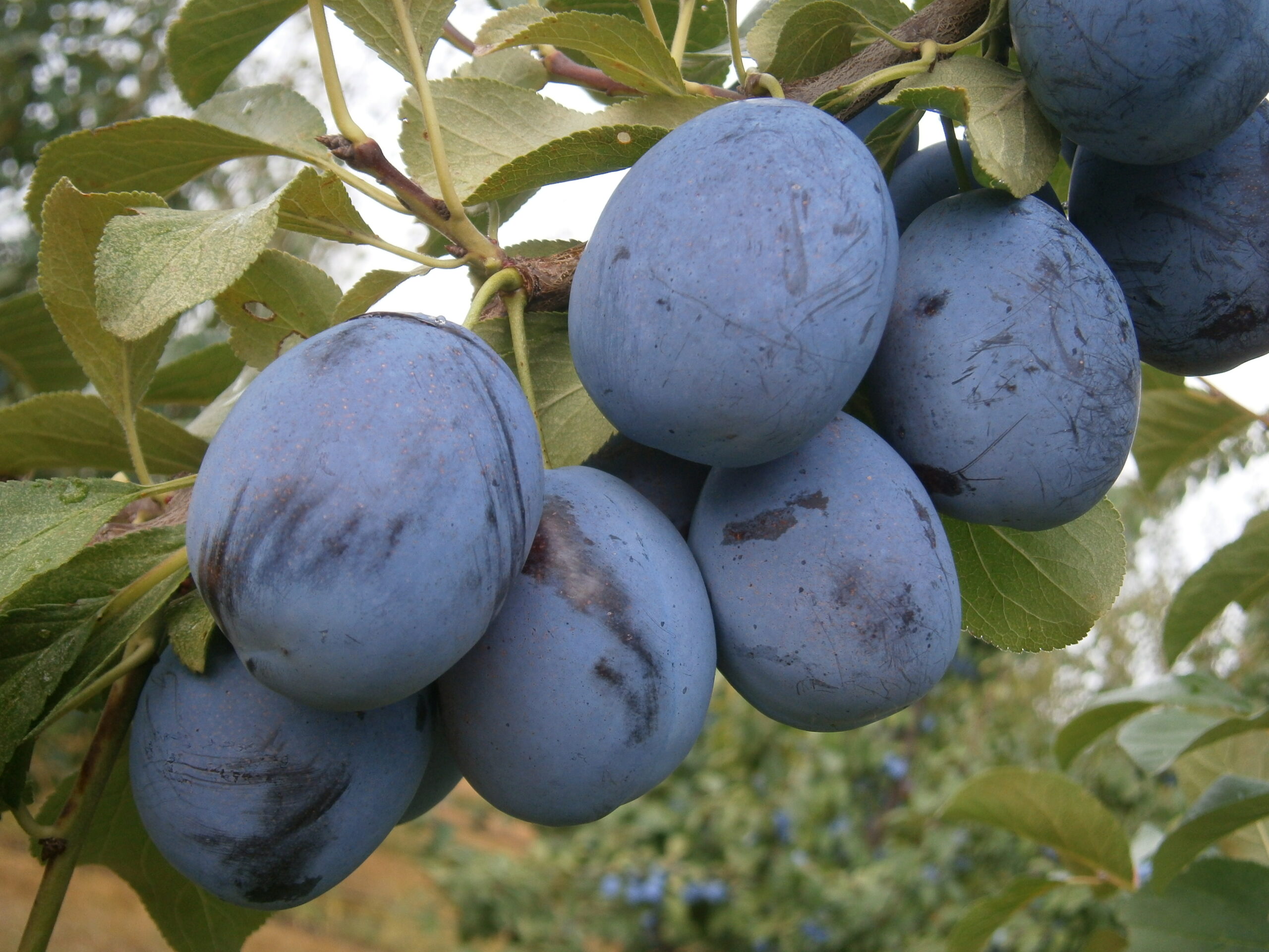 Szilvahimlőre toleráns, kiváló ízű német szilvafajtaa Toptaste
