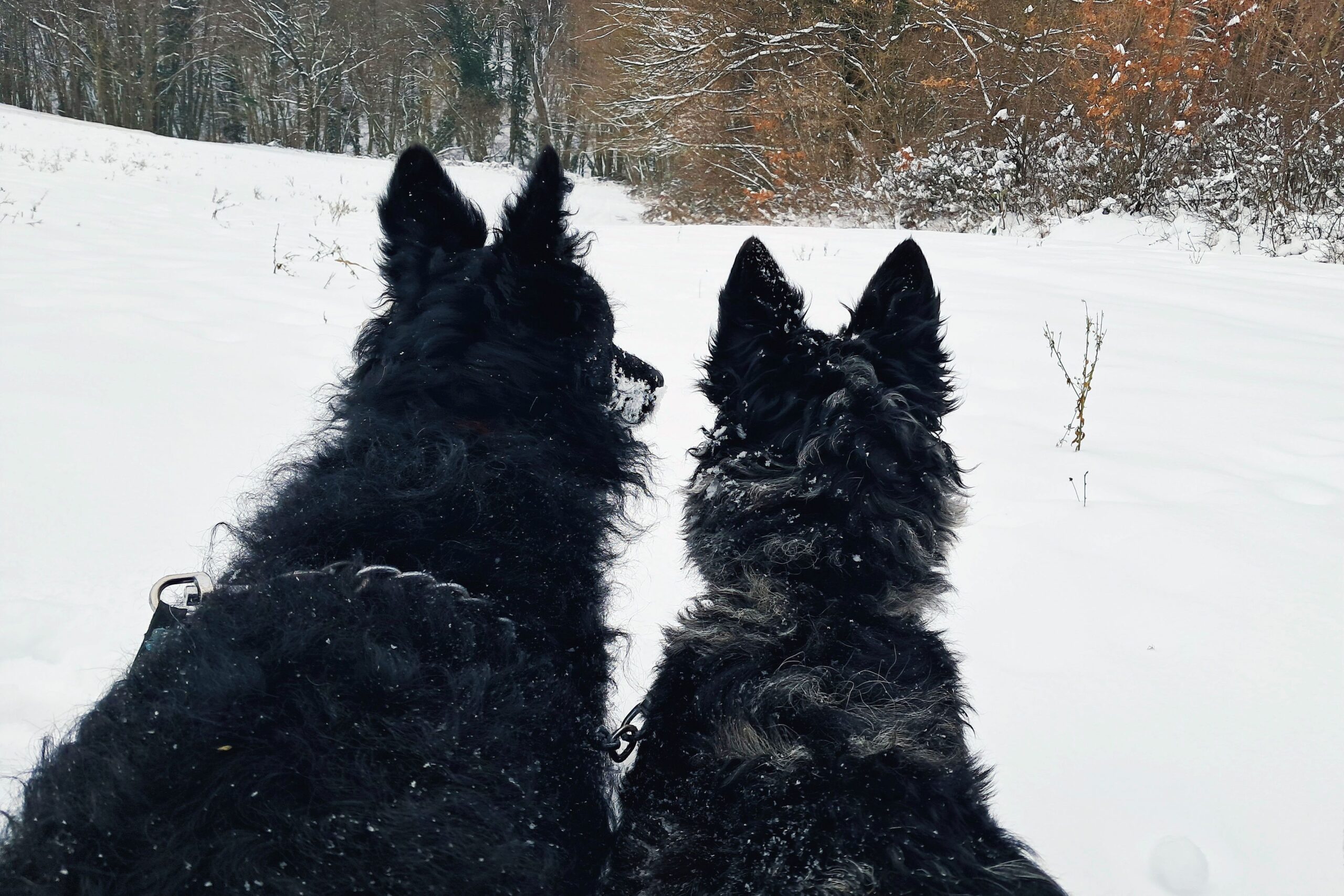 Zala és terka mudi kutya hó időjárás