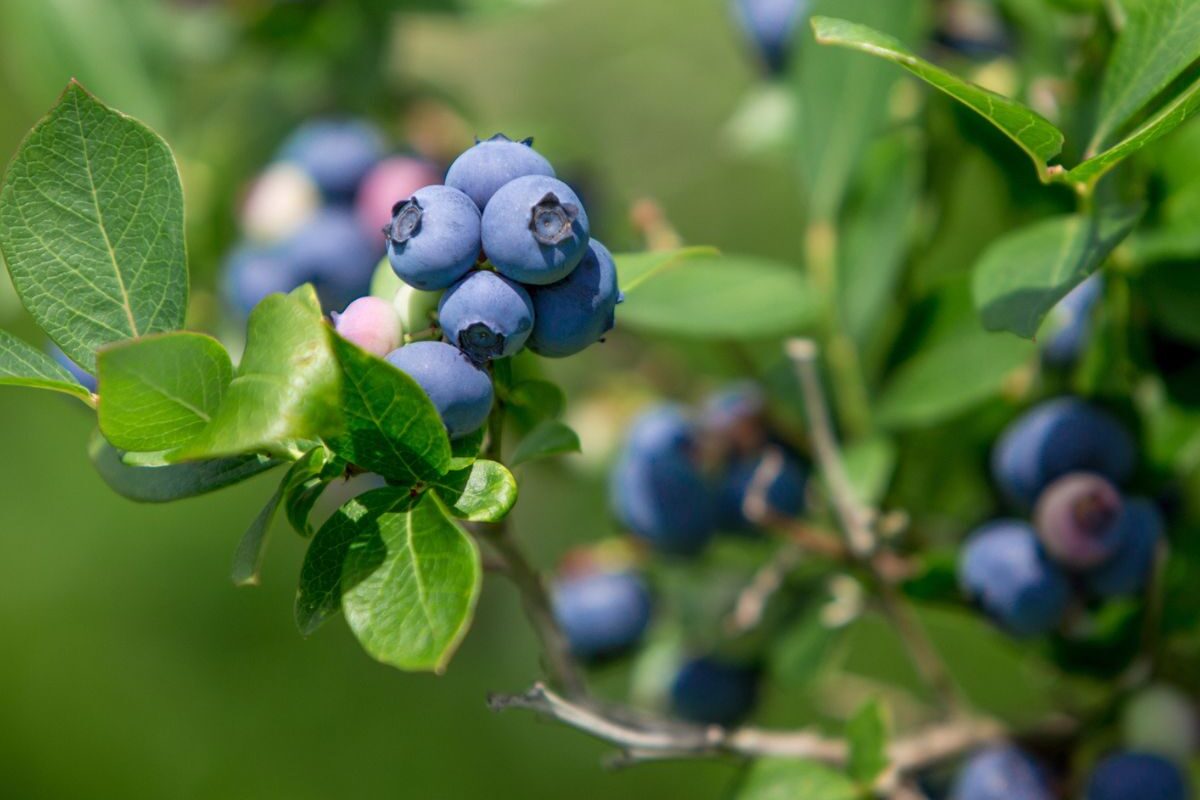 Az áfonya sikeres termesztésének feltétele az alacsony pH fenntartása