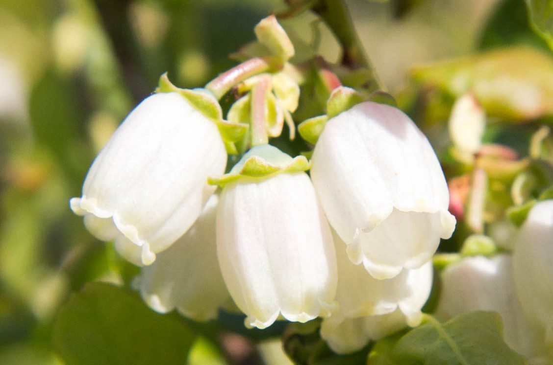 Kiskertben is könnyen nevelhető az áfonya