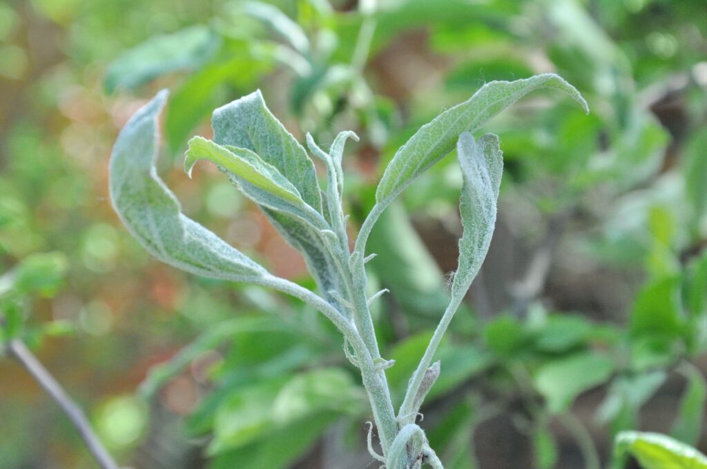 Most kell elkapni az almafán a lisztharmatot