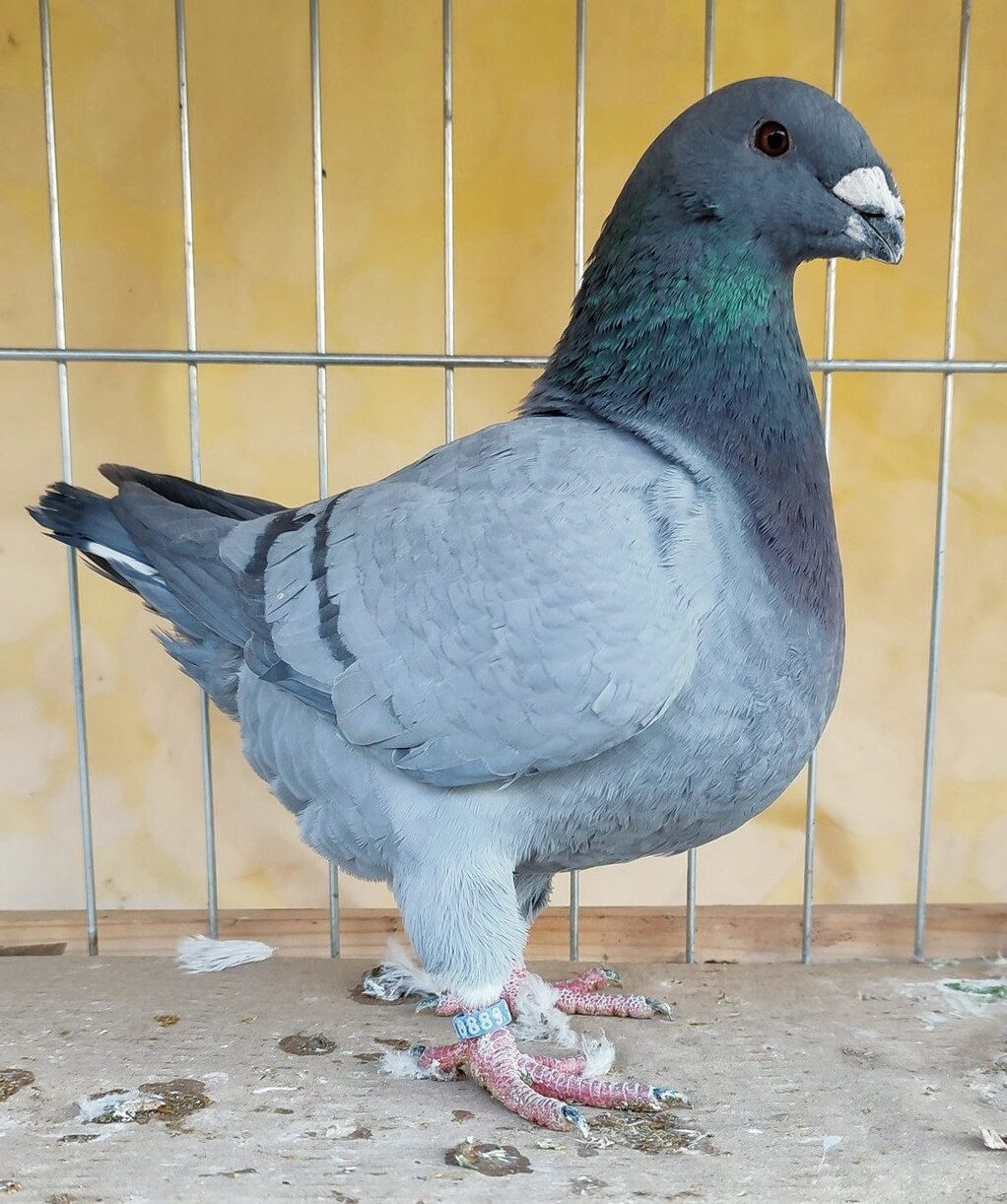 Húsgalambok: múlt és jövő…