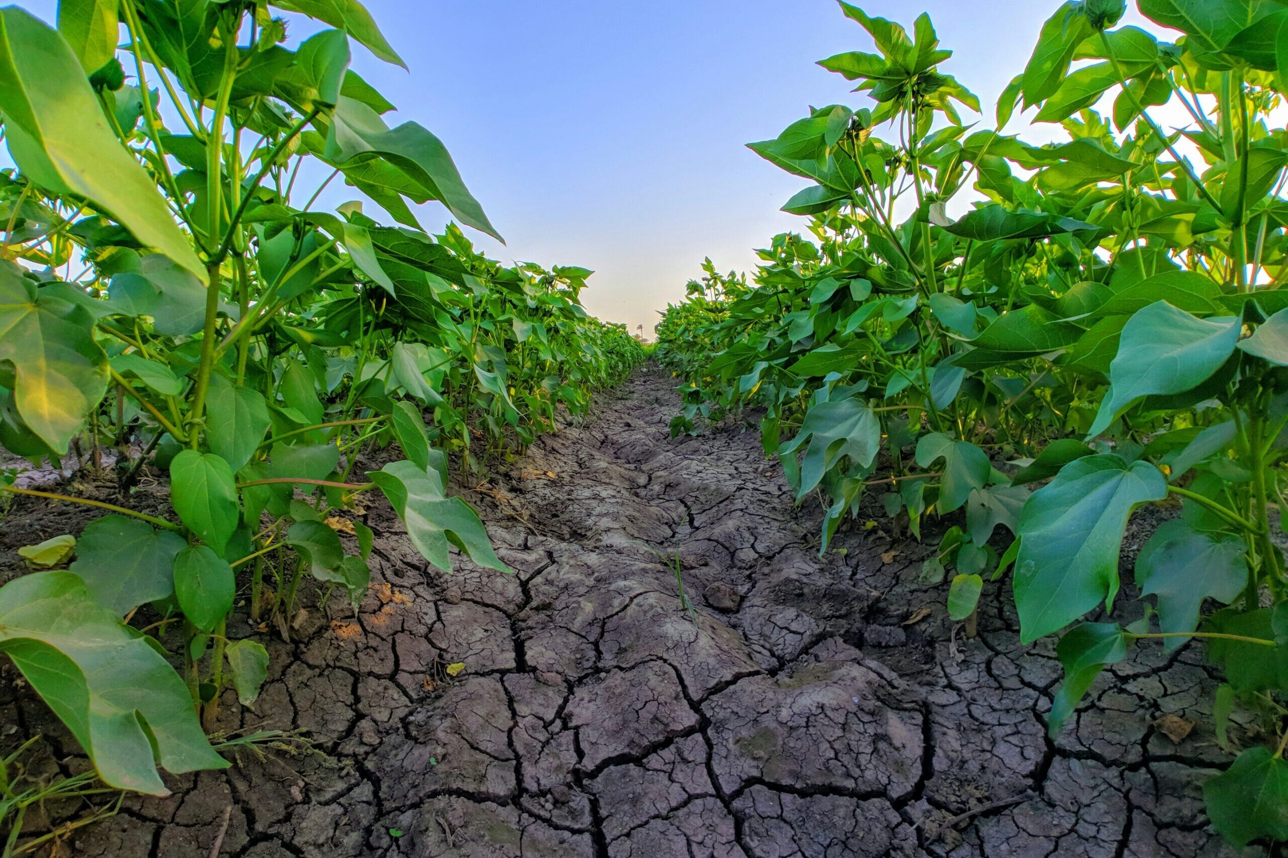 A természet elveszett klímaberendezése