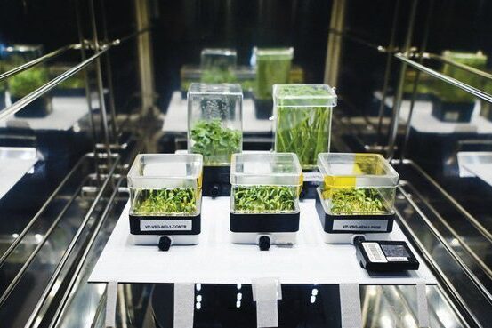 Átlátszó polikarbonát fedéllel ellátott vetőládában, speciális közegben csíráztak a magok