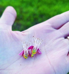 A baj nem jár egyedül: a fagy aszállyal párosul