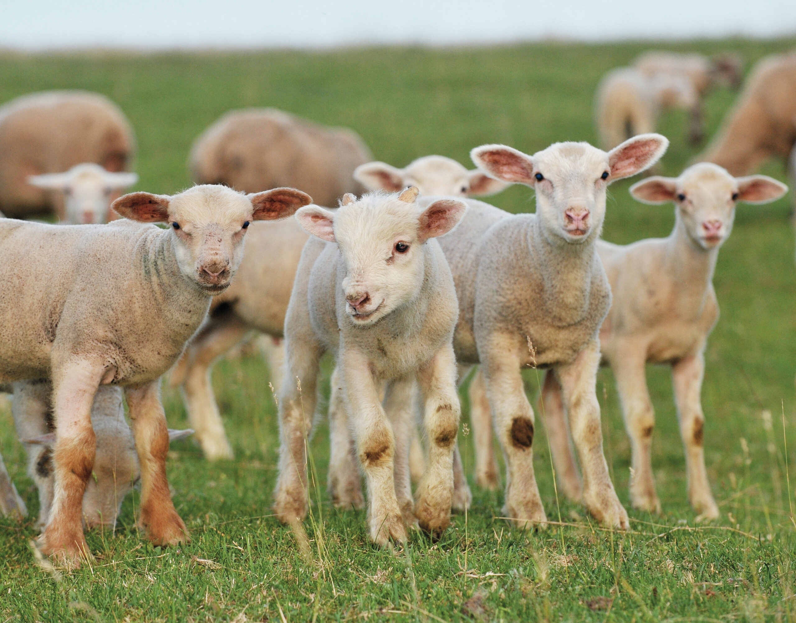 A juh hozzájárul a tájfenntartáshoz és a biodiverzitás megőrzéséhez