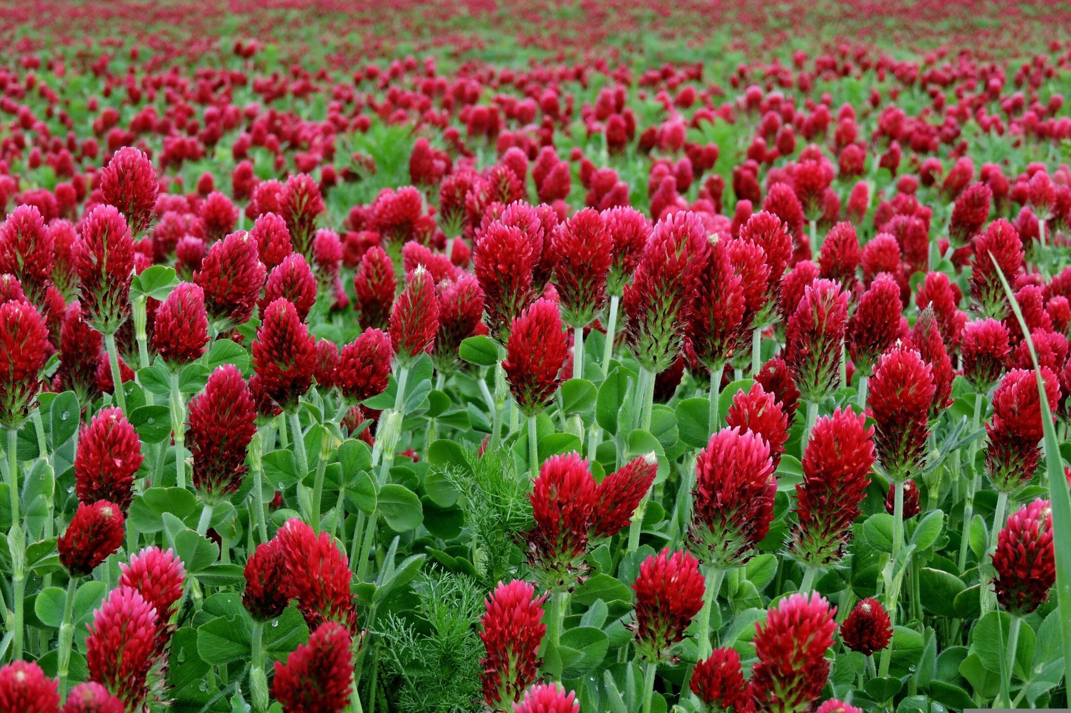 bíborhere takarónövény zöldtrágya