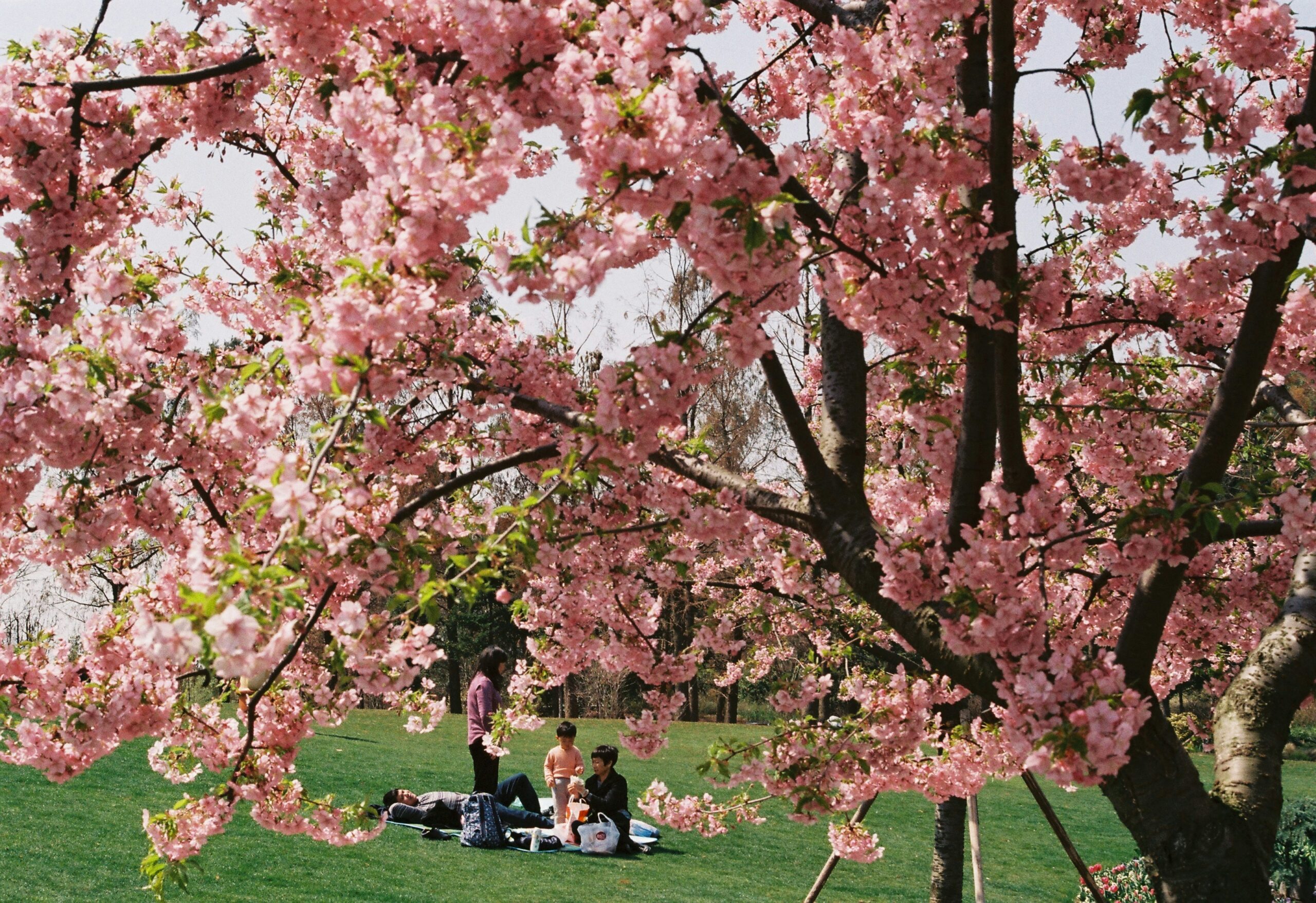 Tavaszi varázs a botanikus kertben