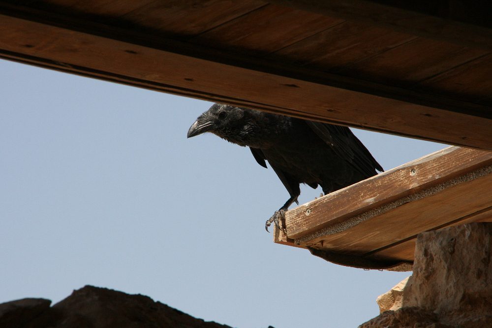 A hollók személyiségén múlhat, kihal-e egy egész populáció