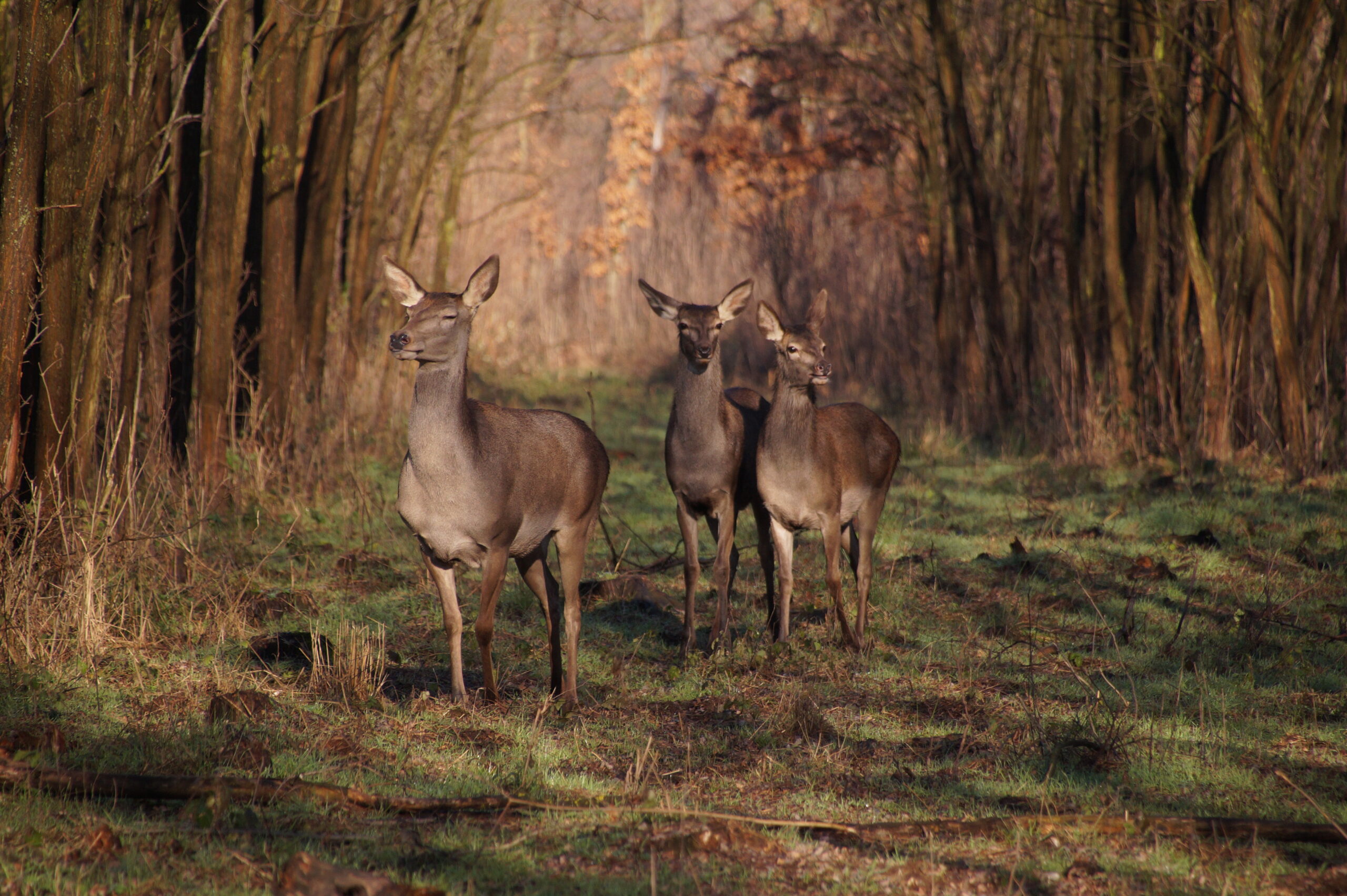 Hunyadi Géza: Ikrek–mint az unokáim