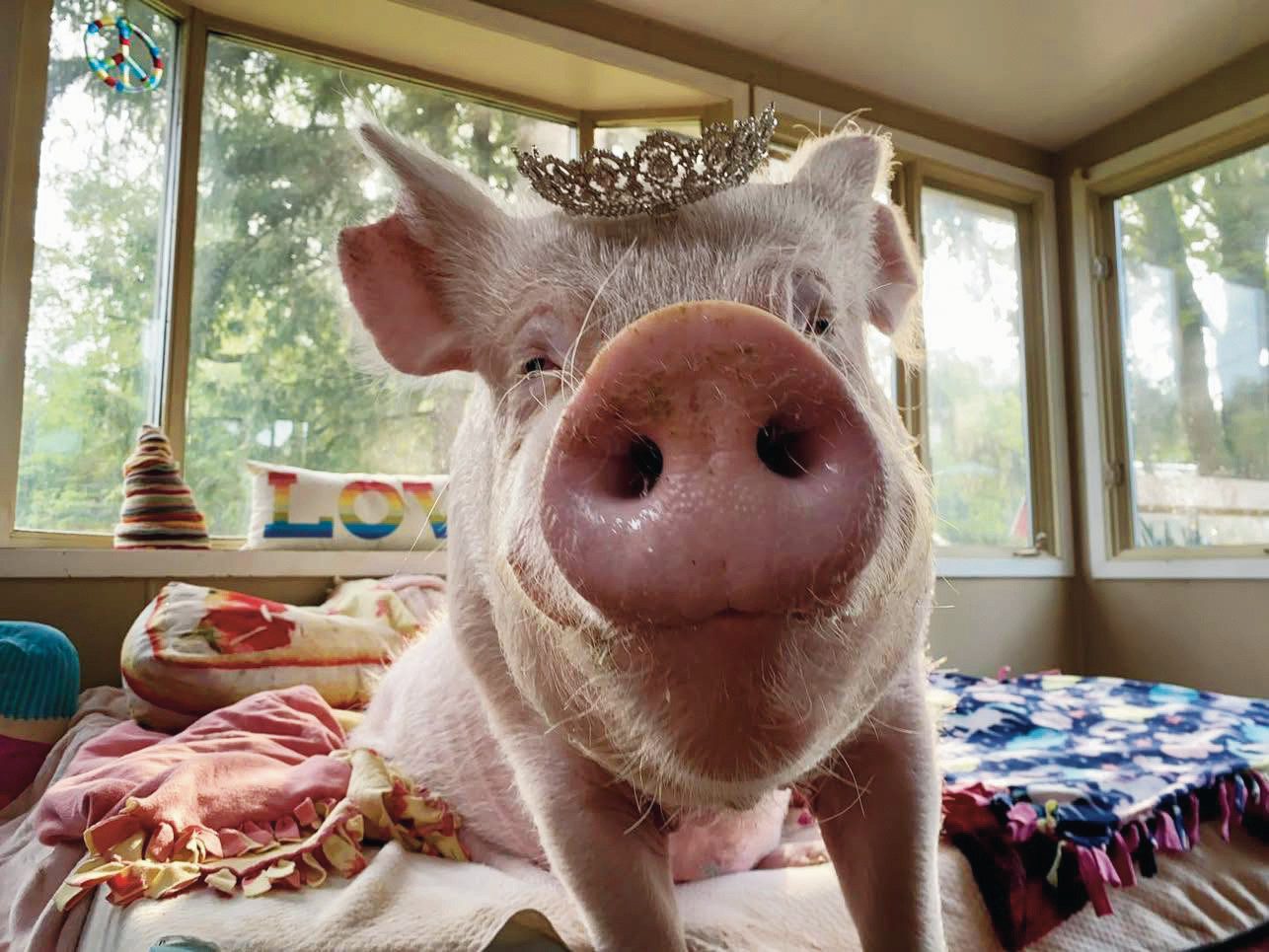 Esther, a kanadai csodadisznó életéről „gazdái” a Facebookon tudósítanak