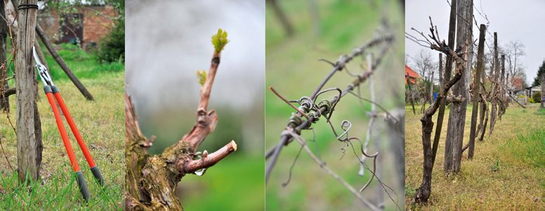 A téli fagyok hatása a szőlőfajtákra