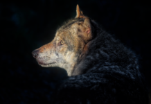 farkas vadállat természet