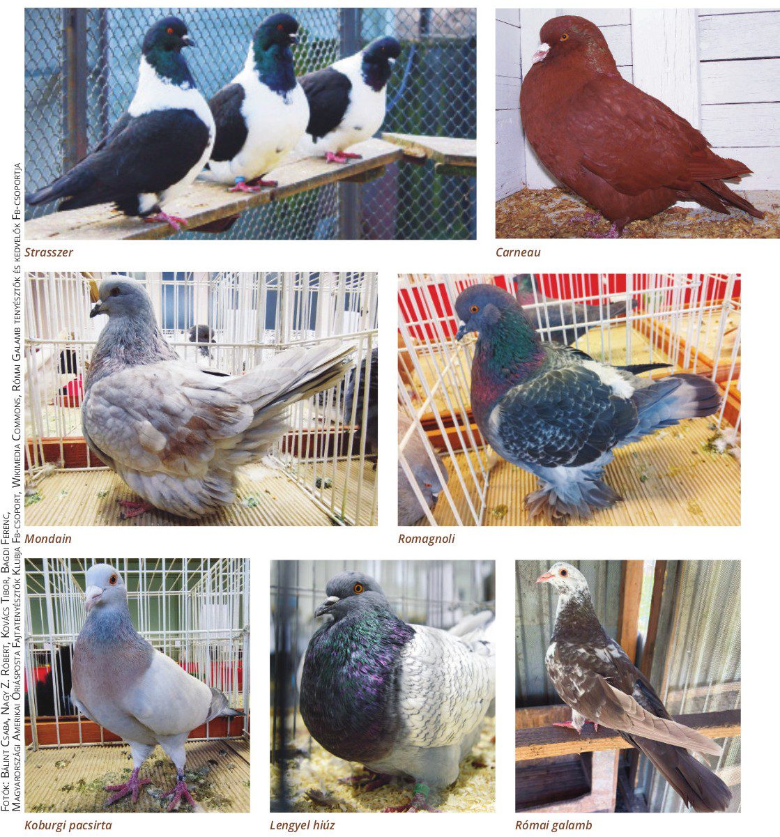 galamb fajták