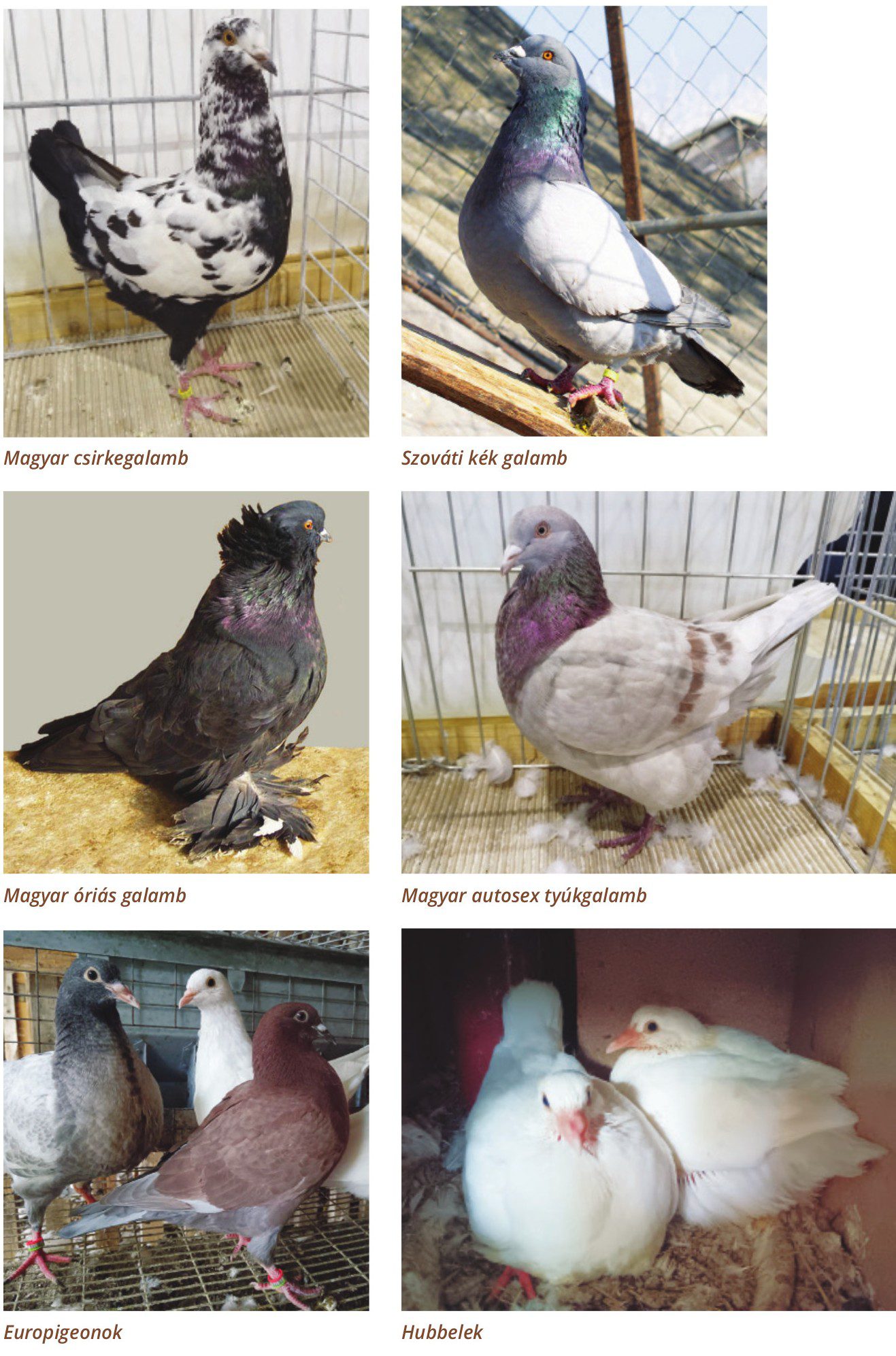 magyar galambfajták