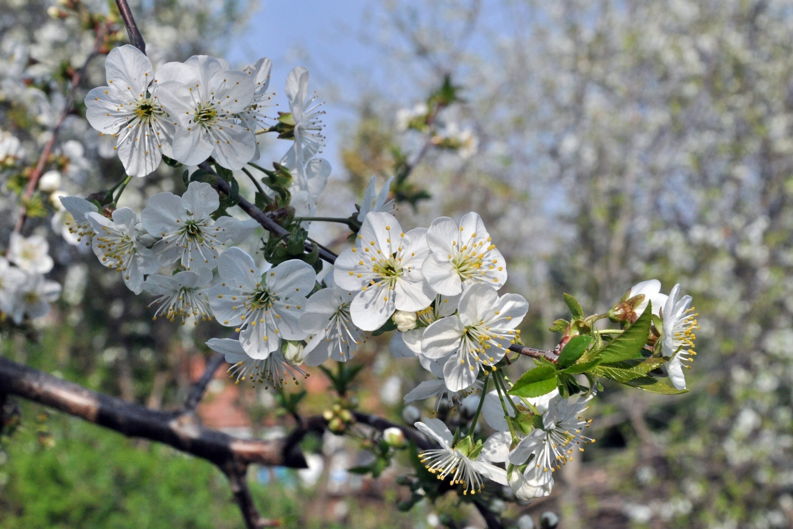 Ültessünk tudatosan: gyümölcsfajták választása, társítása