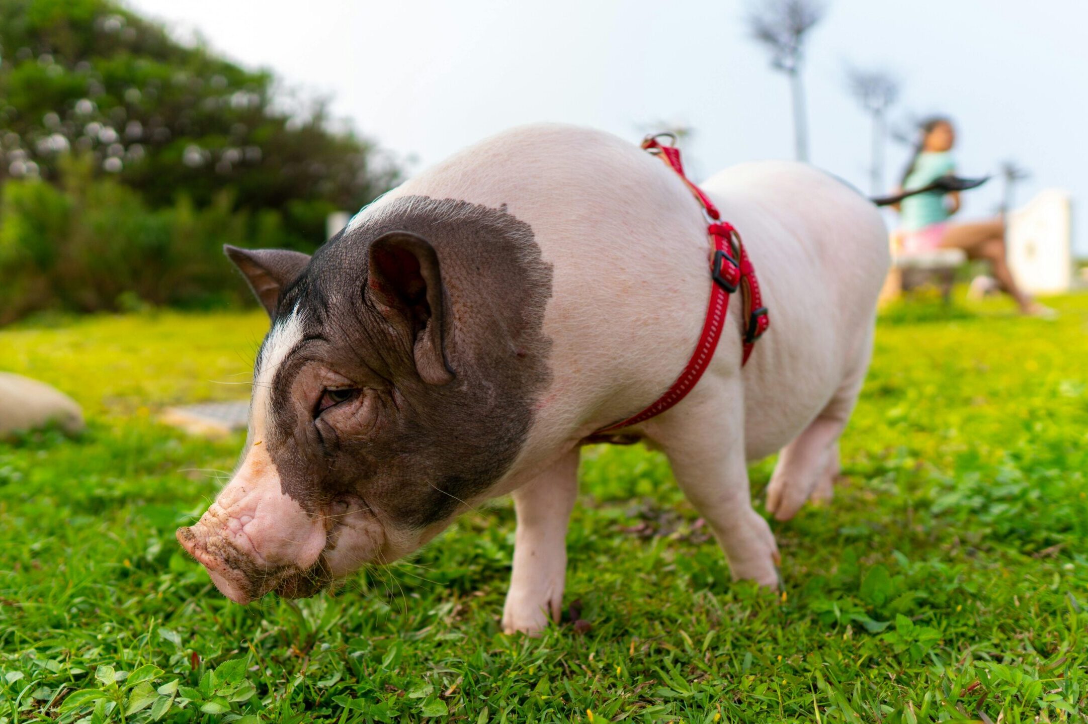 malac sertés háziállat kisállat