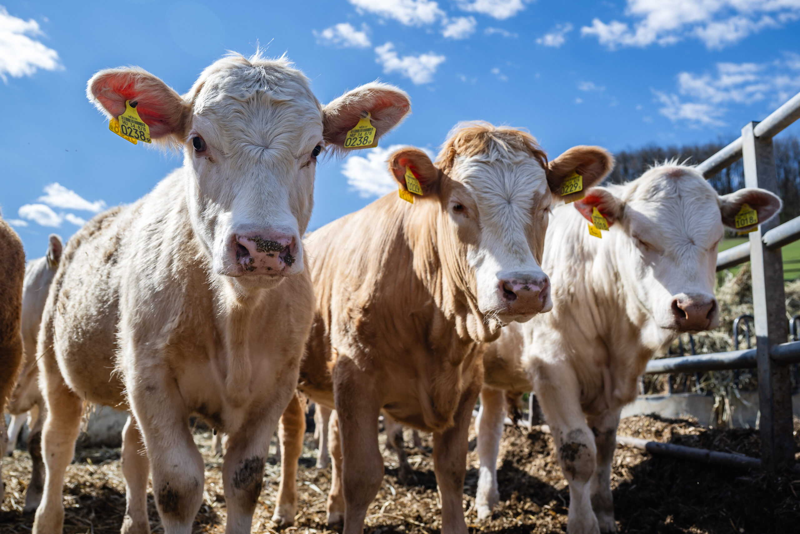 szarvasmarha húsmarha borjú hízóborjú