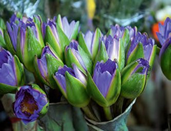 Az ókori egyiptomiak kedvelték az illatos tündérrózsából kötött virágcsokrokat