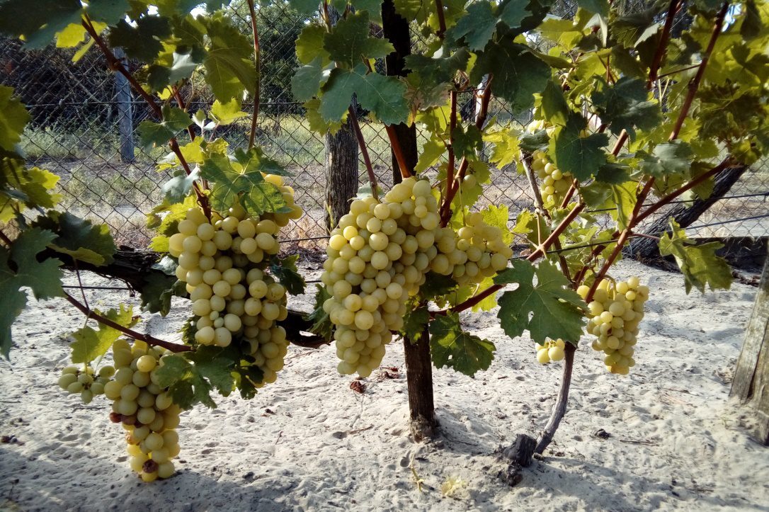 Bogyóritkítás csemegeszőlőben: mitől függ, hogy megéri-e?